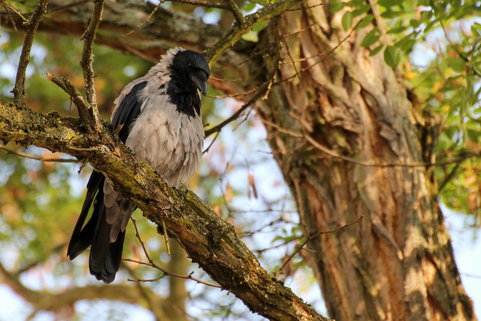 Canon EOS 1100D (EOS Rebel T3 / EOS Kiss X50) sample photo. Crow, bird, plumage photography