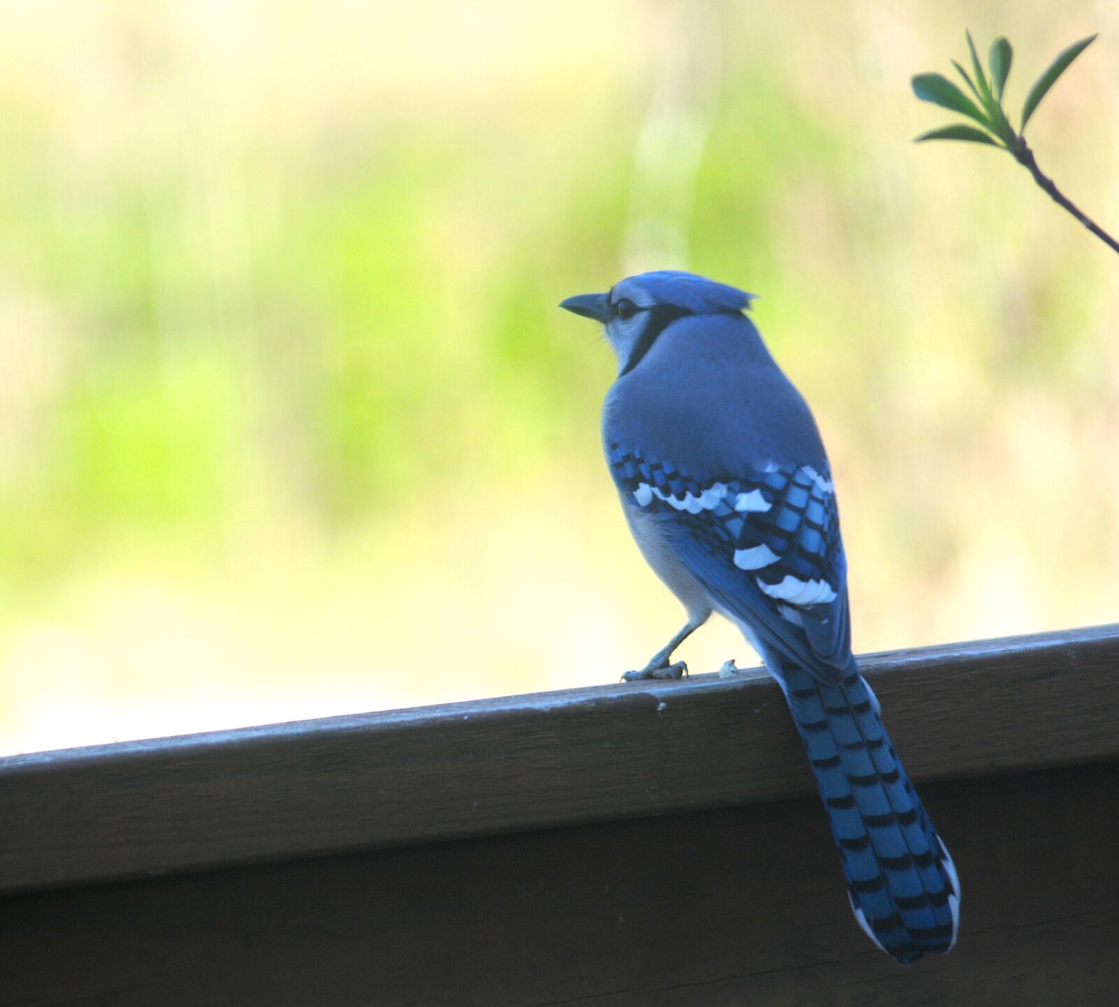 Nikon D300 sample photo. Bird, wildlife, nature photography
