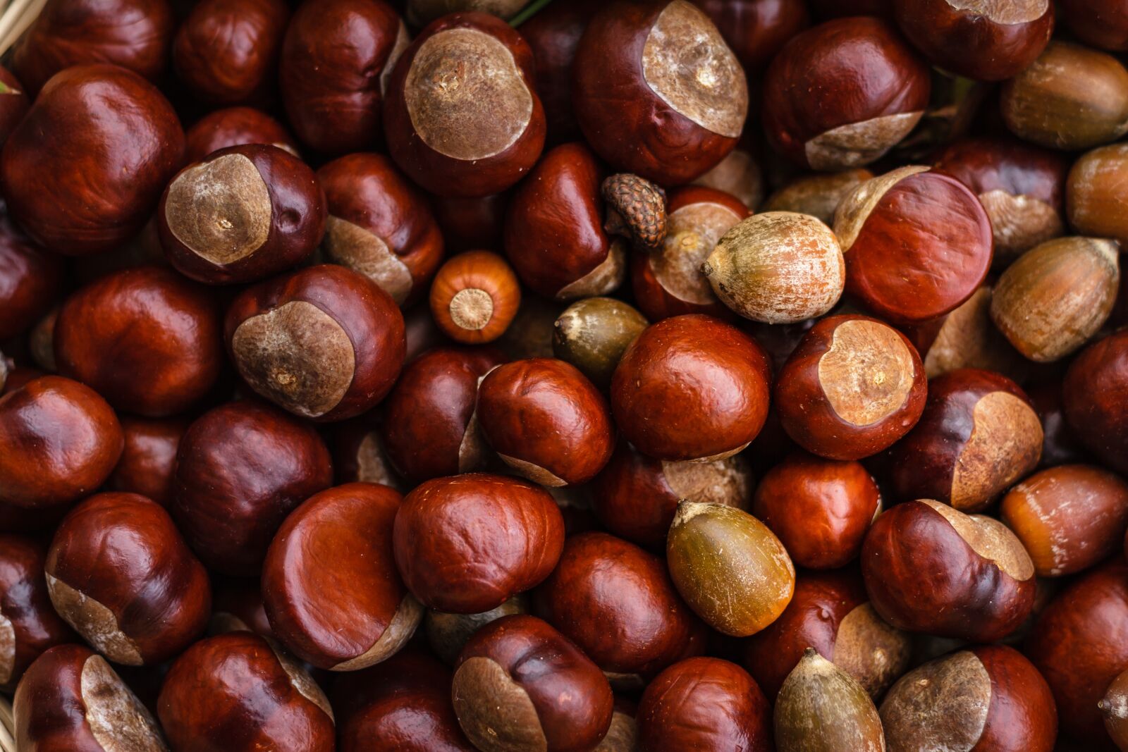 Canon EOS 7D + Canon EF 50mm F1.8 II sample photo. Castanea, chestnut, fruit photography