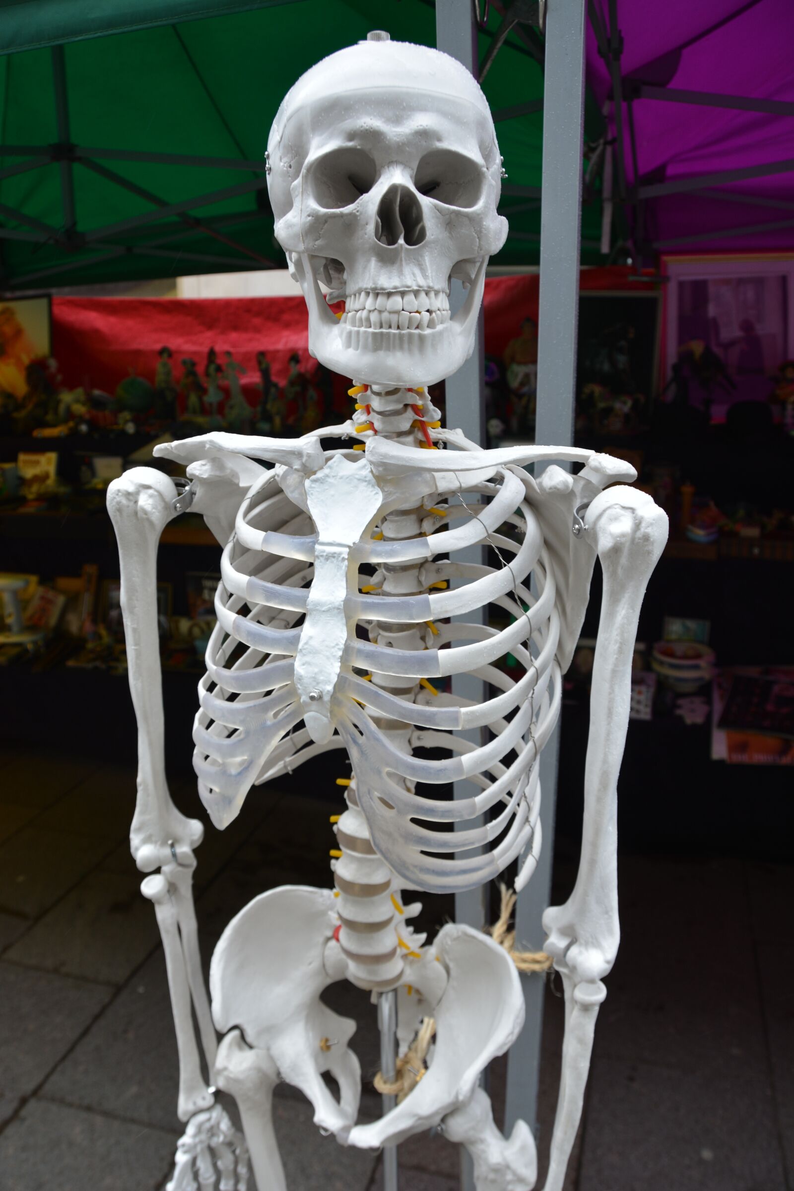 Nikon D5200 sample photo. Skeleton, bones, human photography
