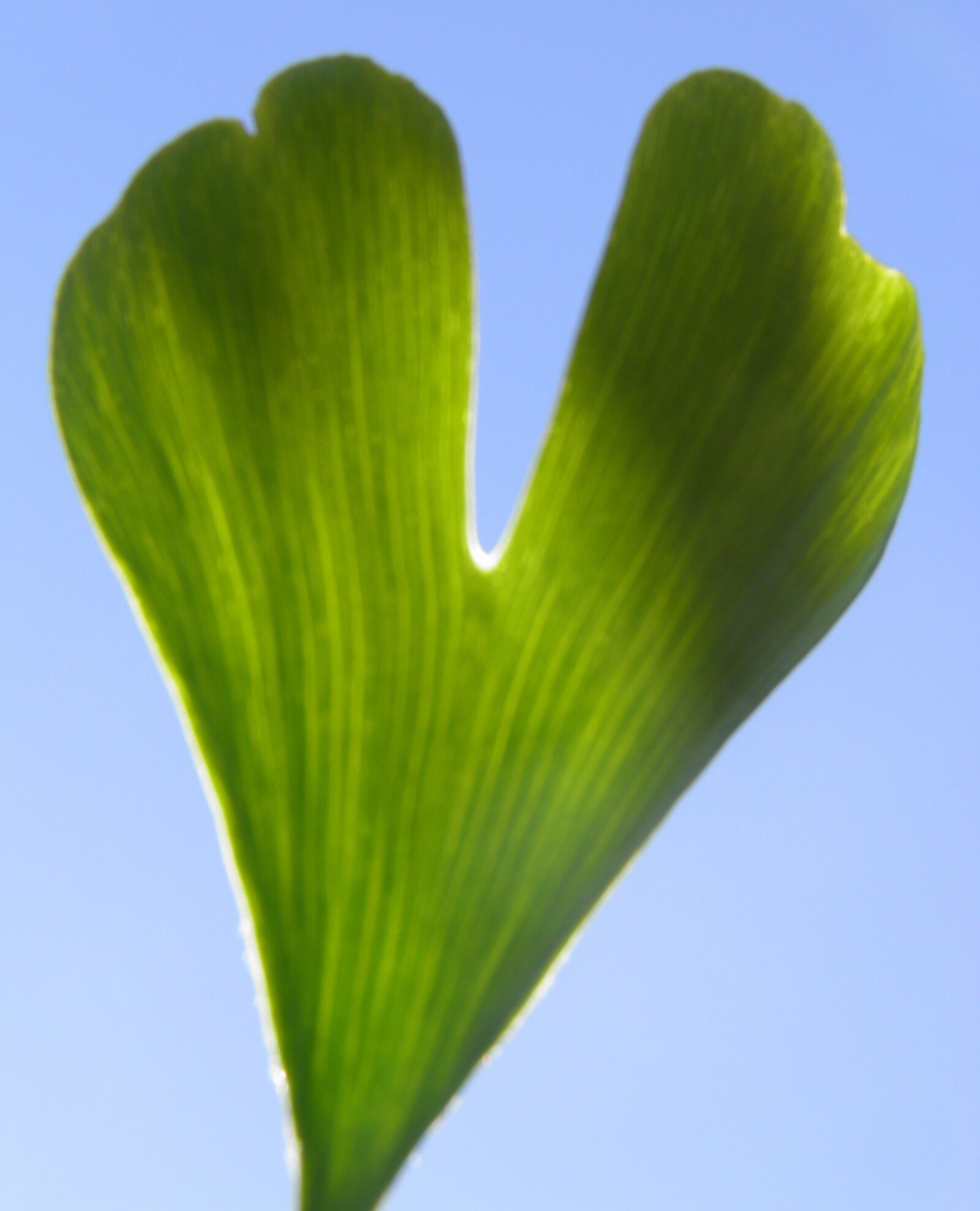 Olympus SP800UZ sample photo. Ginkgo leaf, leaf, plant photography