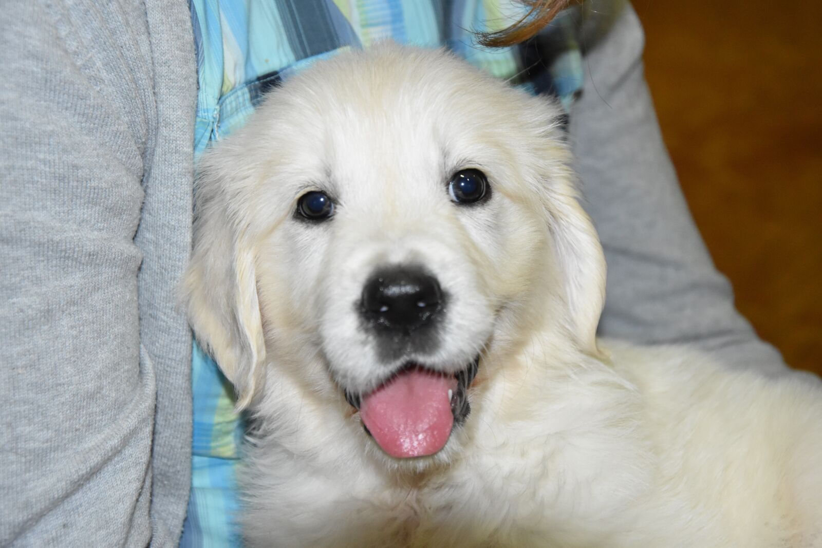 Nikon D5600 sample photo. Puppy, golden retriever puppy photography
