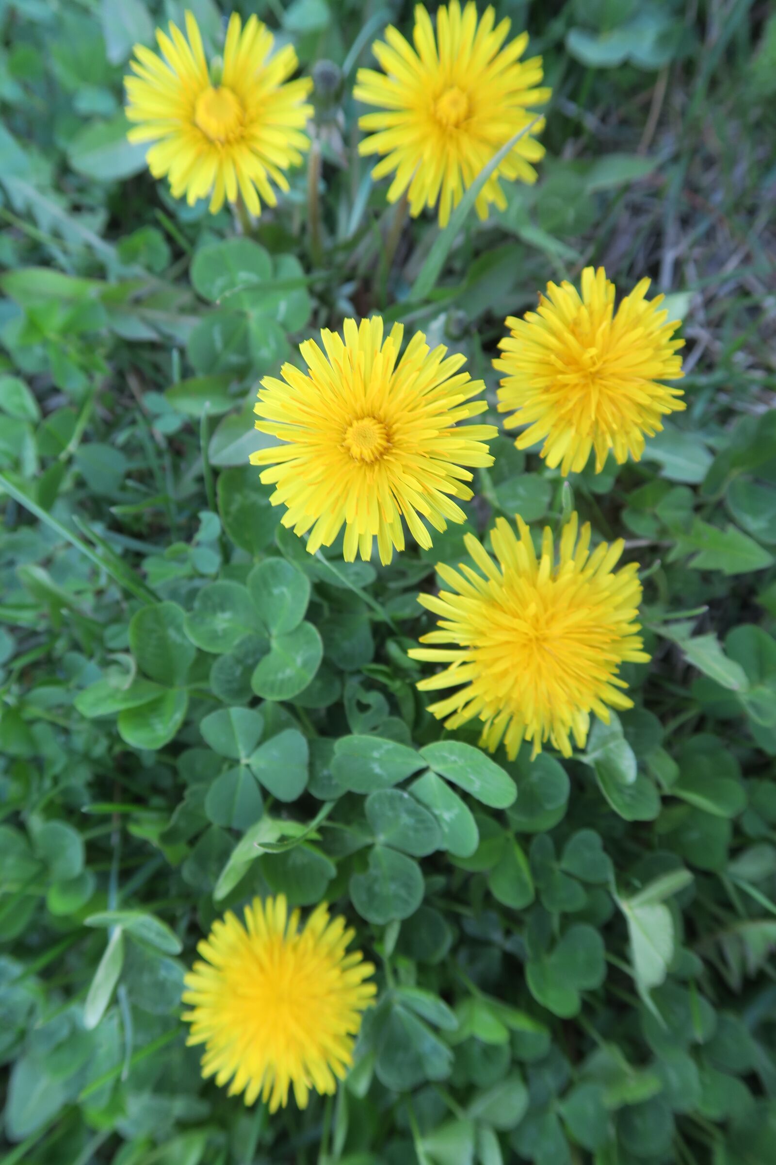 Canon PowerShot G7 X sample photo. Flower, summer, nature photography