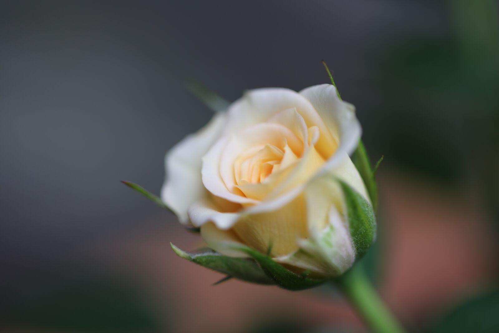 Canon EF 100mm F2.8L Macro IS USM sample photo. Flowers, rose, blossom photography