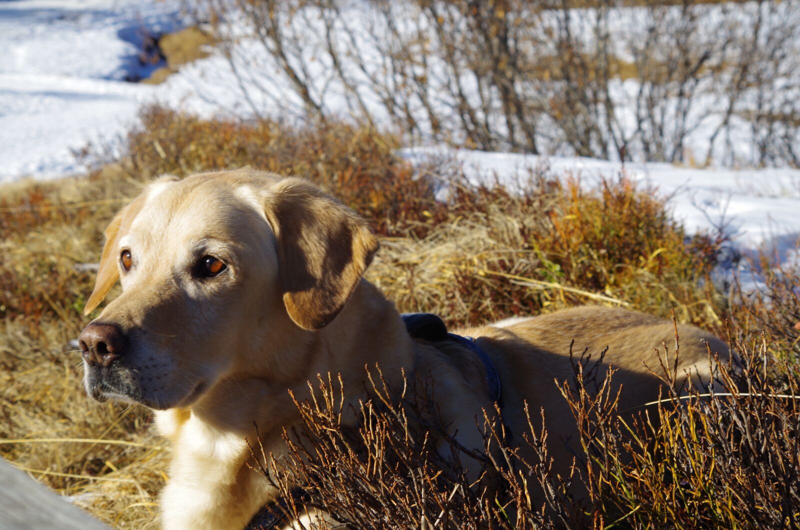 Pentax K-50 sample photo. Dog, labrador, pet photography