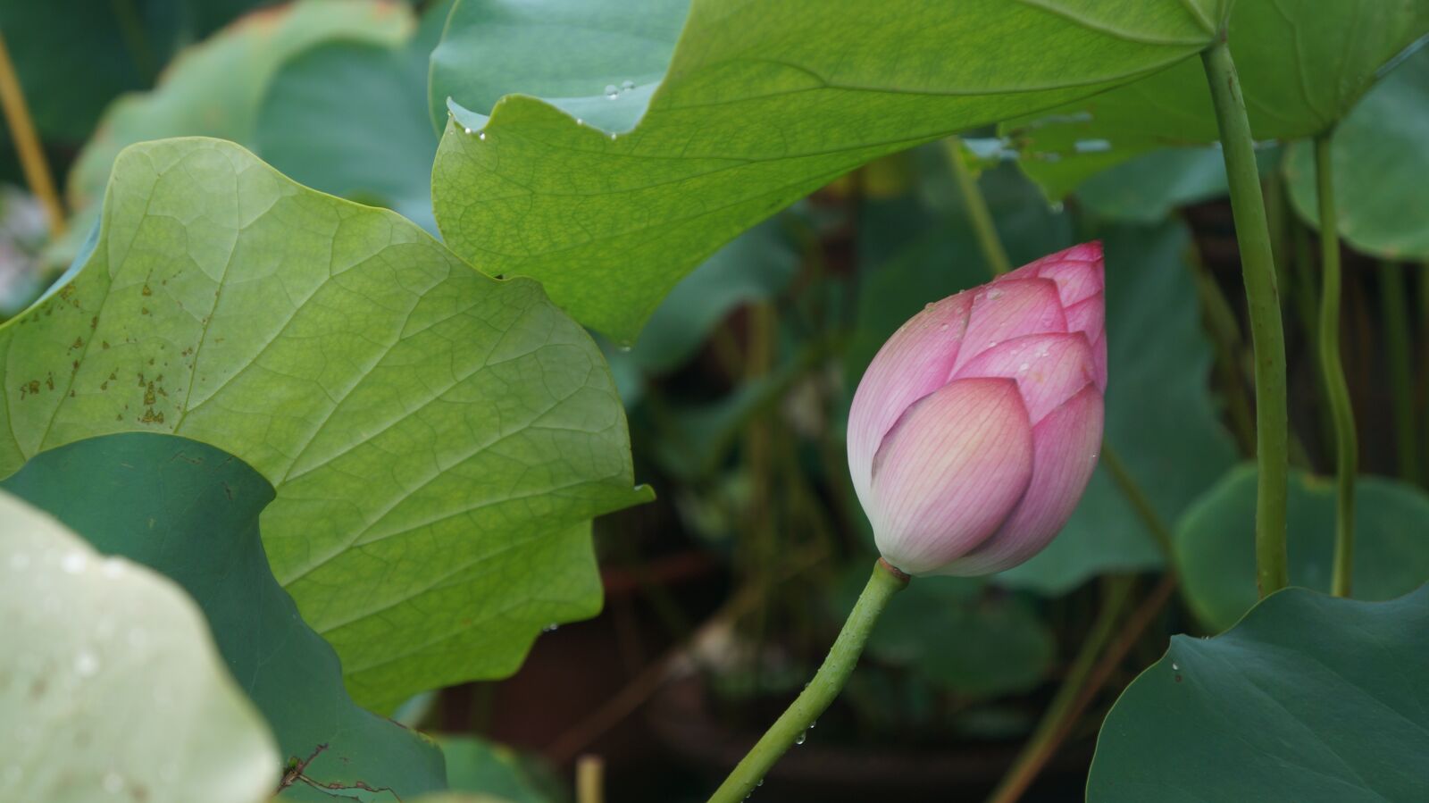 Sony Alpha NEX-5N sample photo. Green, lotus photography