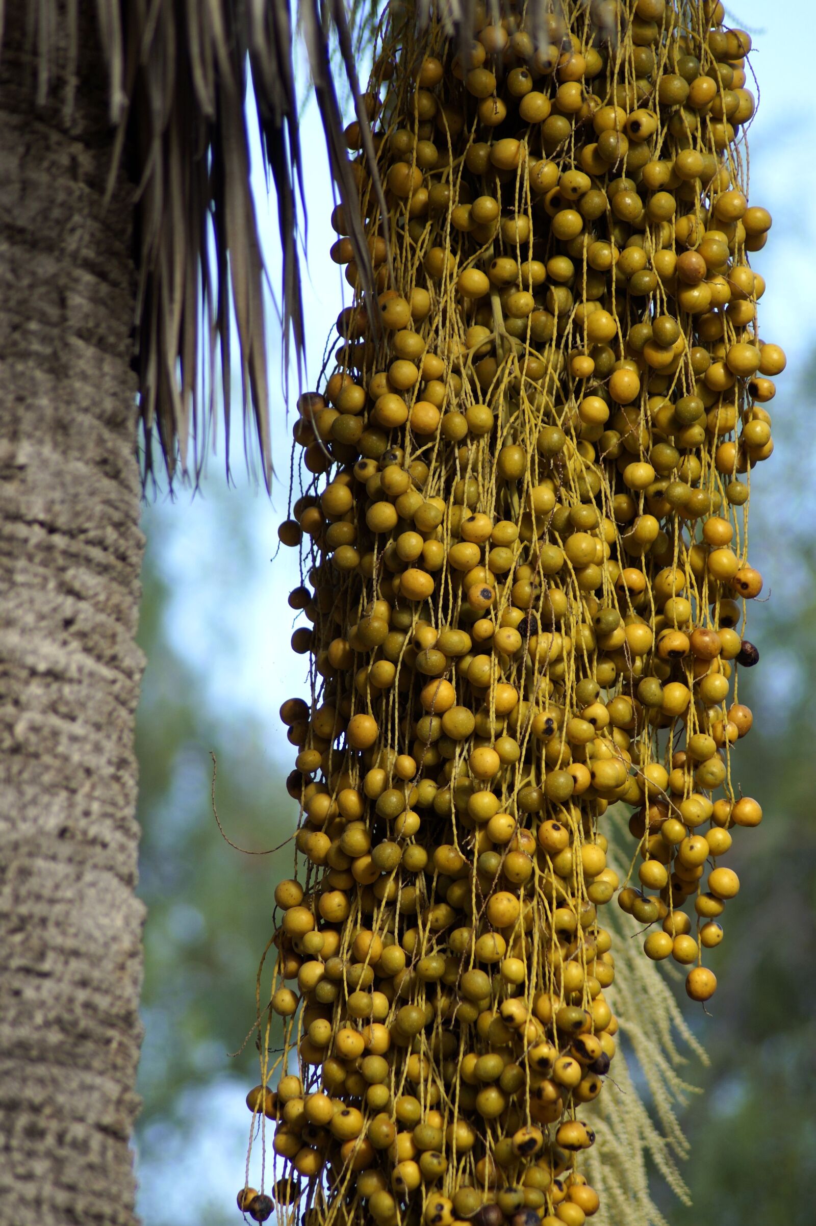 Sony SLT-A58 sample photo. Date palm, palm, dates photography
