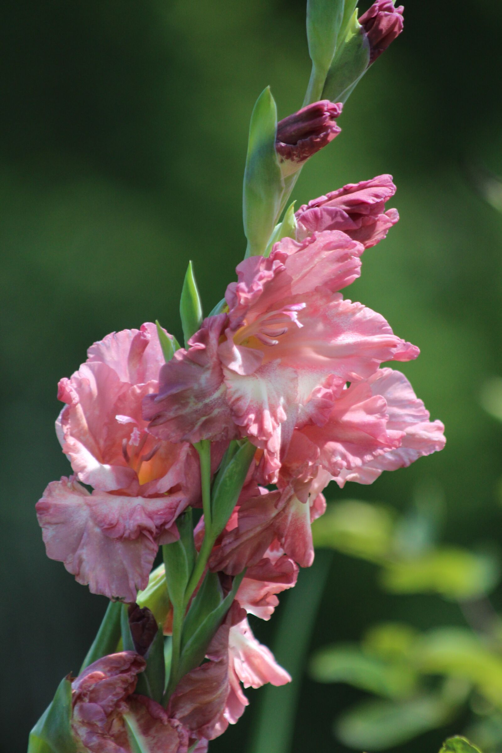 Canon EOS 650D (EOS Rebel T4i / EOS Kiss X6i) + Canon EF 70-300mm F4-5.6 IS USM sample photo. Gladiolus, flowers, garden photography