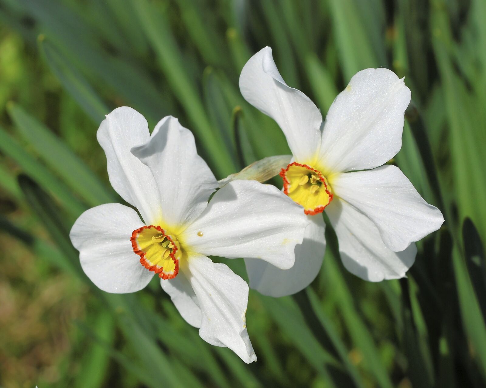 Nikon D80 sample photo. Flowers, white, yellow photography
