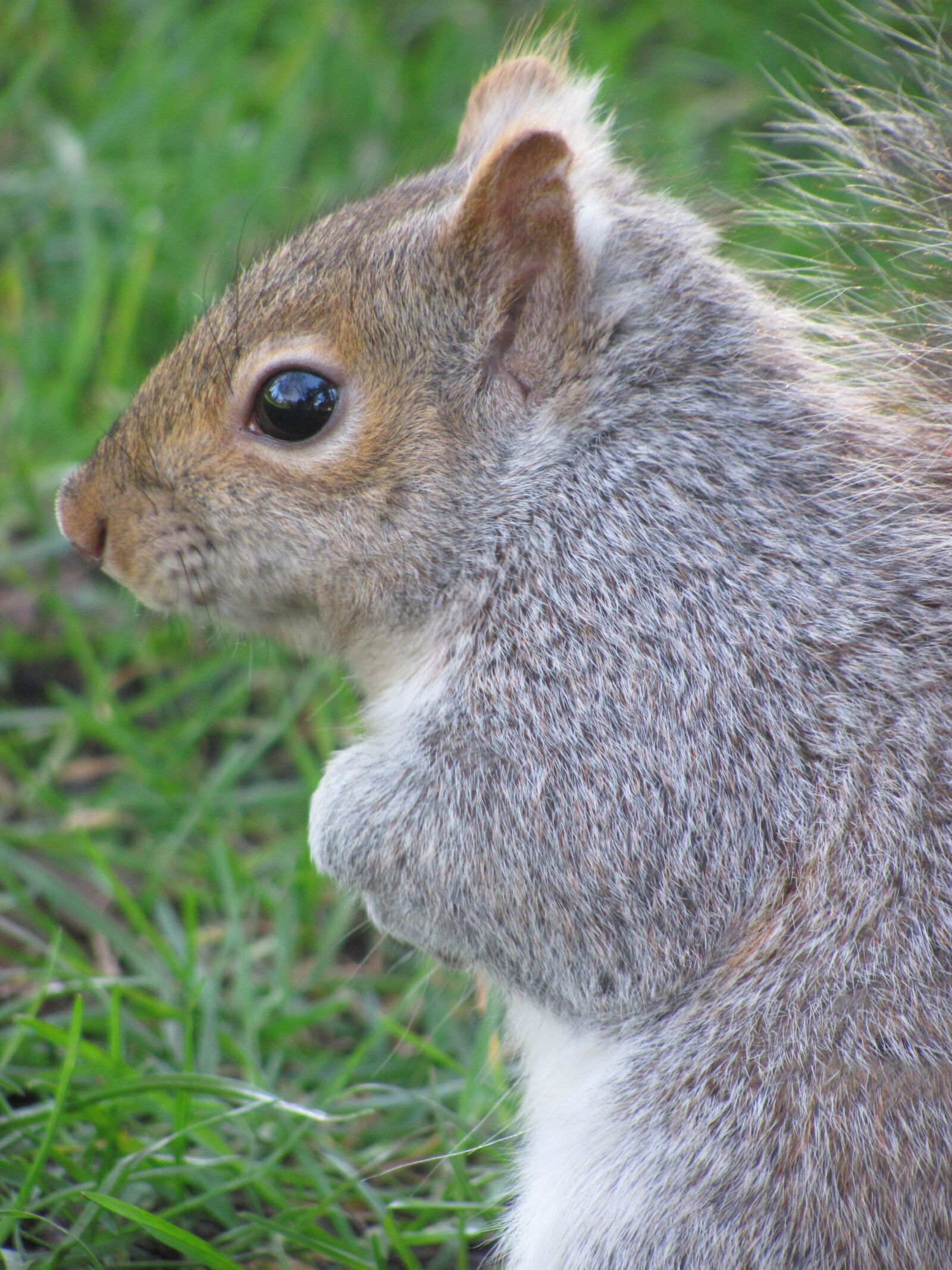 Canon PowerShot SX120 IS sample photo. Nature, squirrel, victoria photography