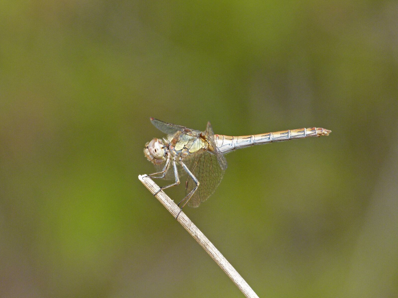 Leica V-Lux 2 sample photo. Dragonfly, yellow dragonfly, orthetrum photography
