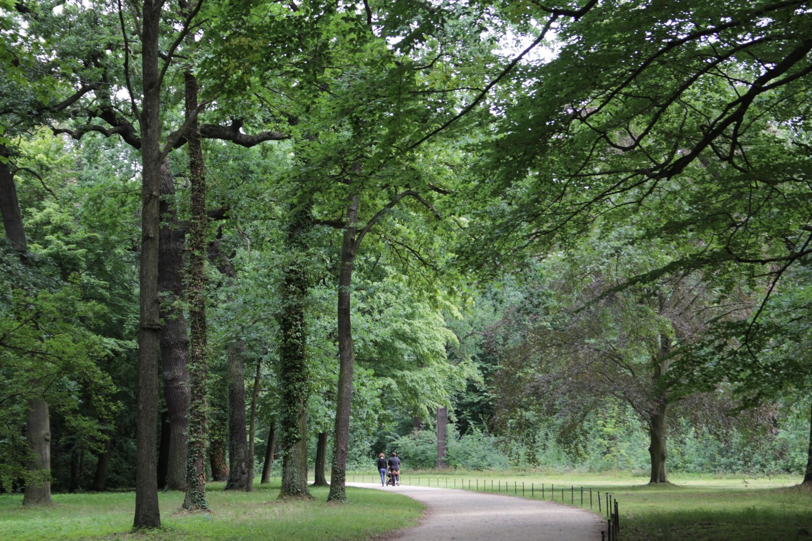 Canon EOS 60D sample photo. Tree, forest, germany photography