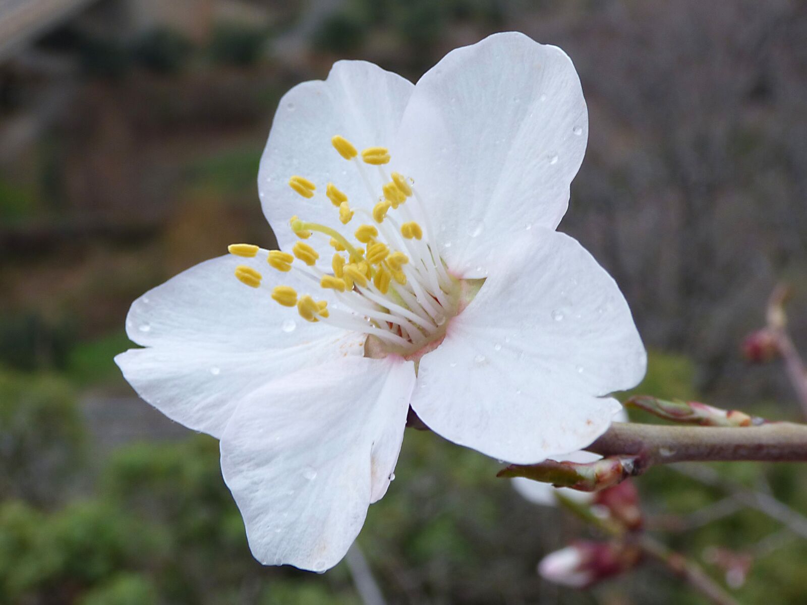 Panasonic Lumix DMC-FZ70 sample photo. Almond tree, flower, pistils photography
