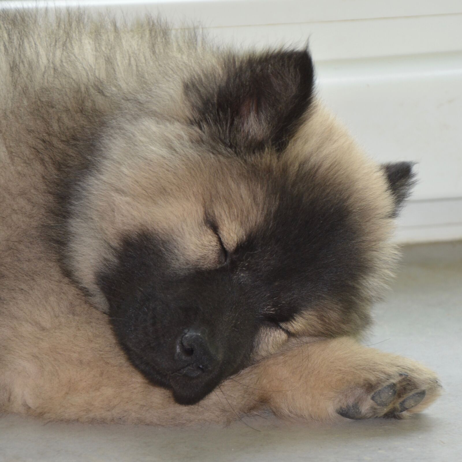 Nikon D5200 sample photo. Dog, bitch, eurasier photography