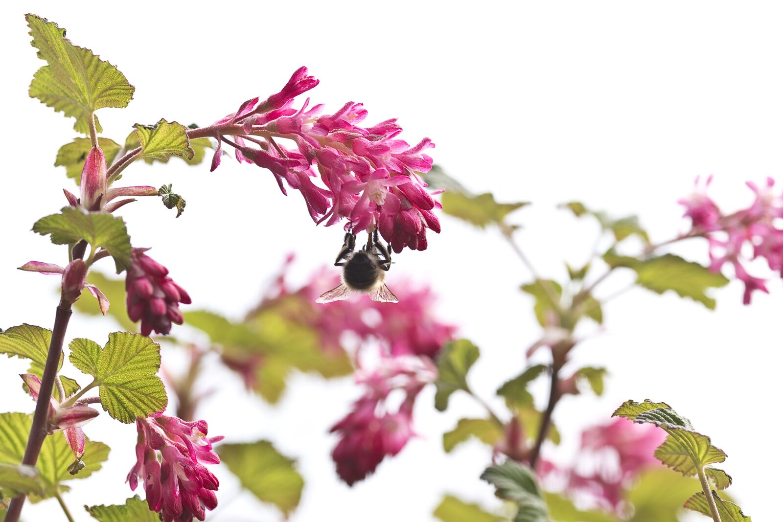 Nikon D500 sample photo. Nature, zierjohannisstrauch, hummel photography
