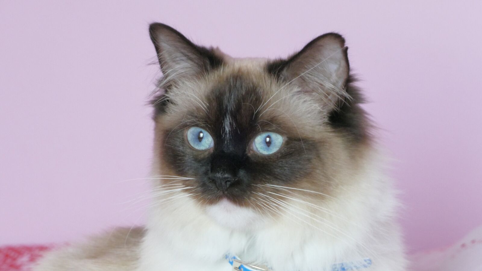 Panasonic Lumix DMC-FZ1000 sample photo. Cat, thoroughbred, ragdoll photography