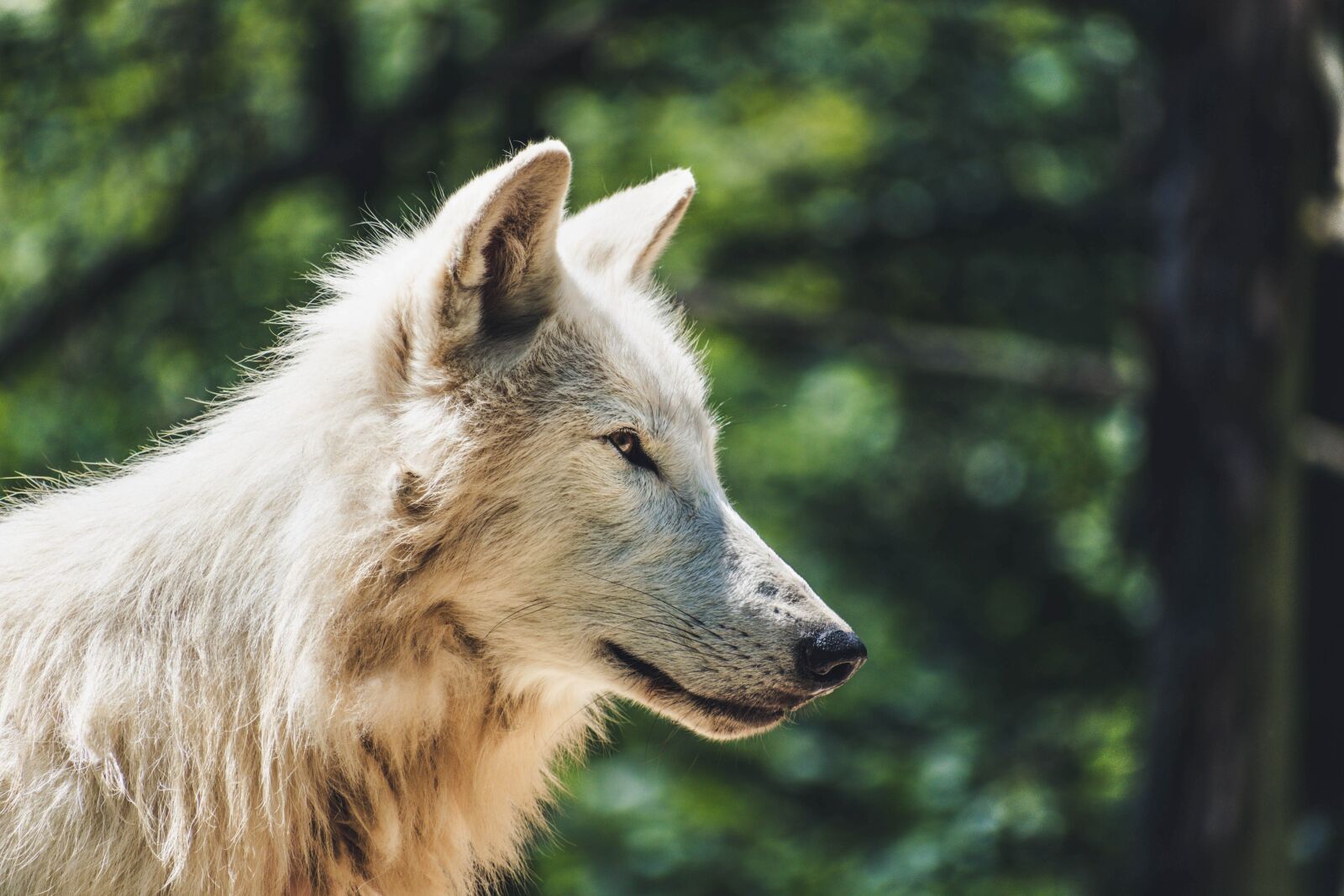 Nikon D5600 sample photo. Wolf, animal, zoo photography