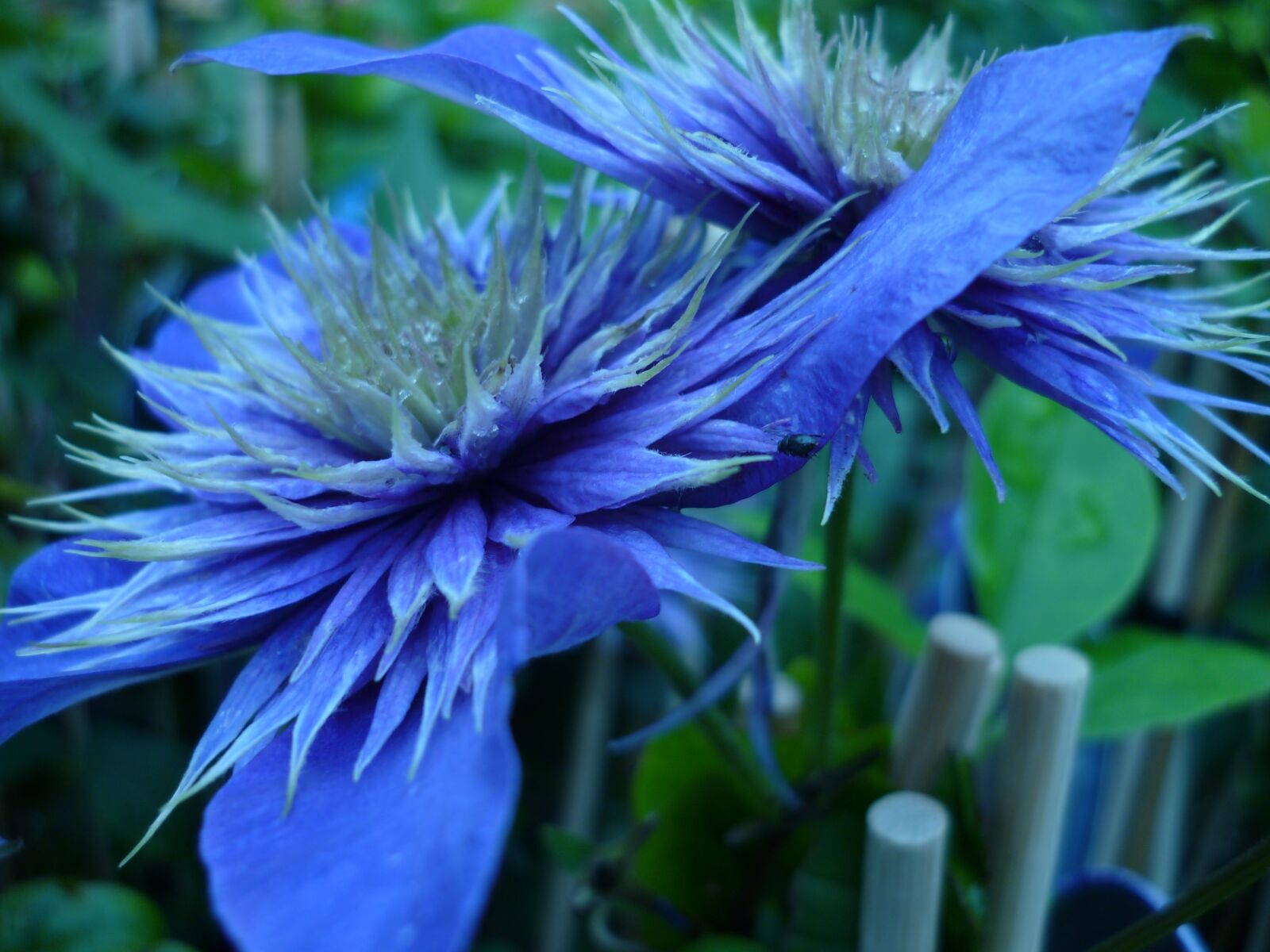 Panasonic Lumix DMC-FS6 sample photo. Flower, aster, nature photography