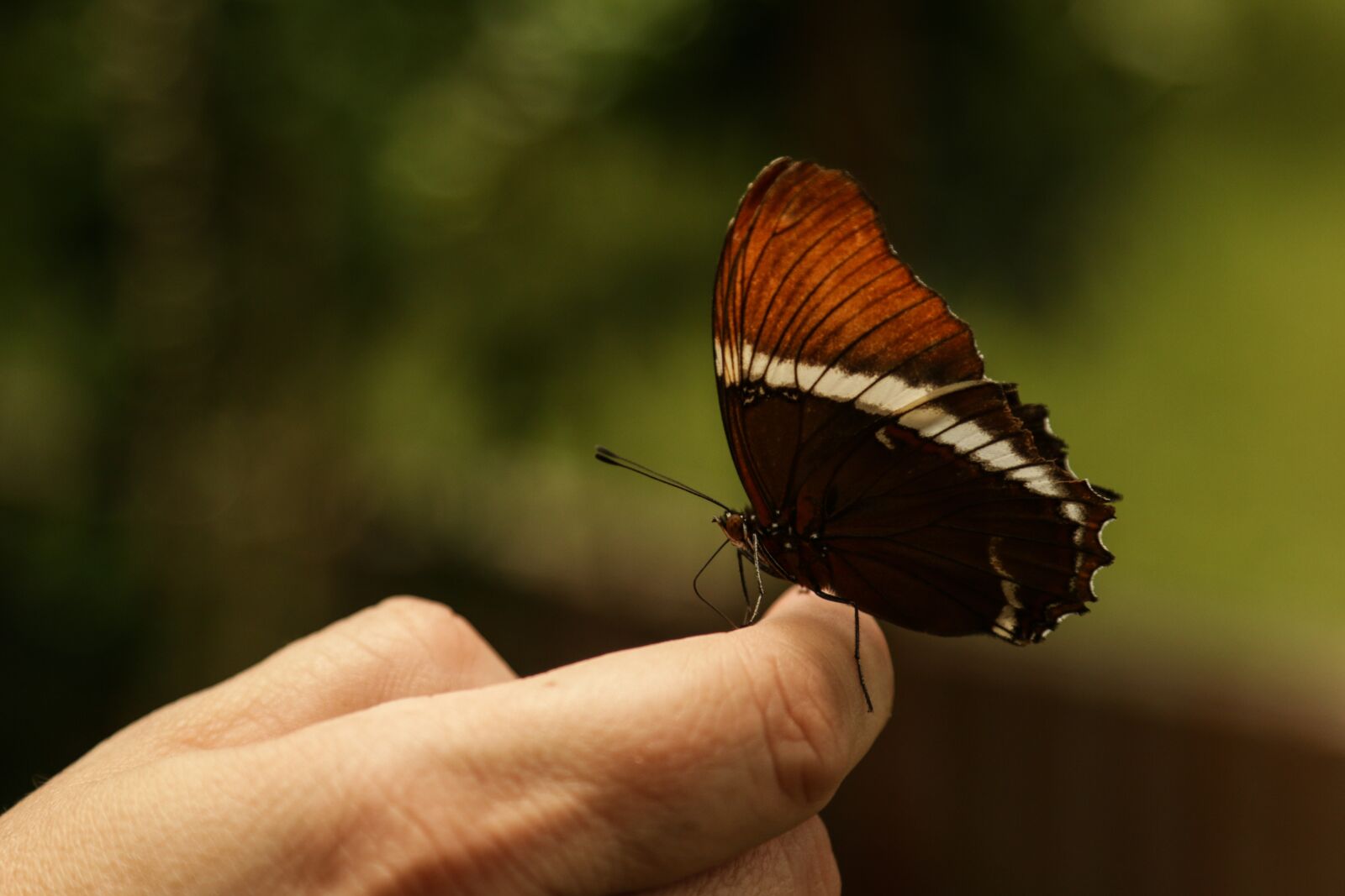 Canon EOS 70D sample photo. Mariposa, insecto, naturaleza photography