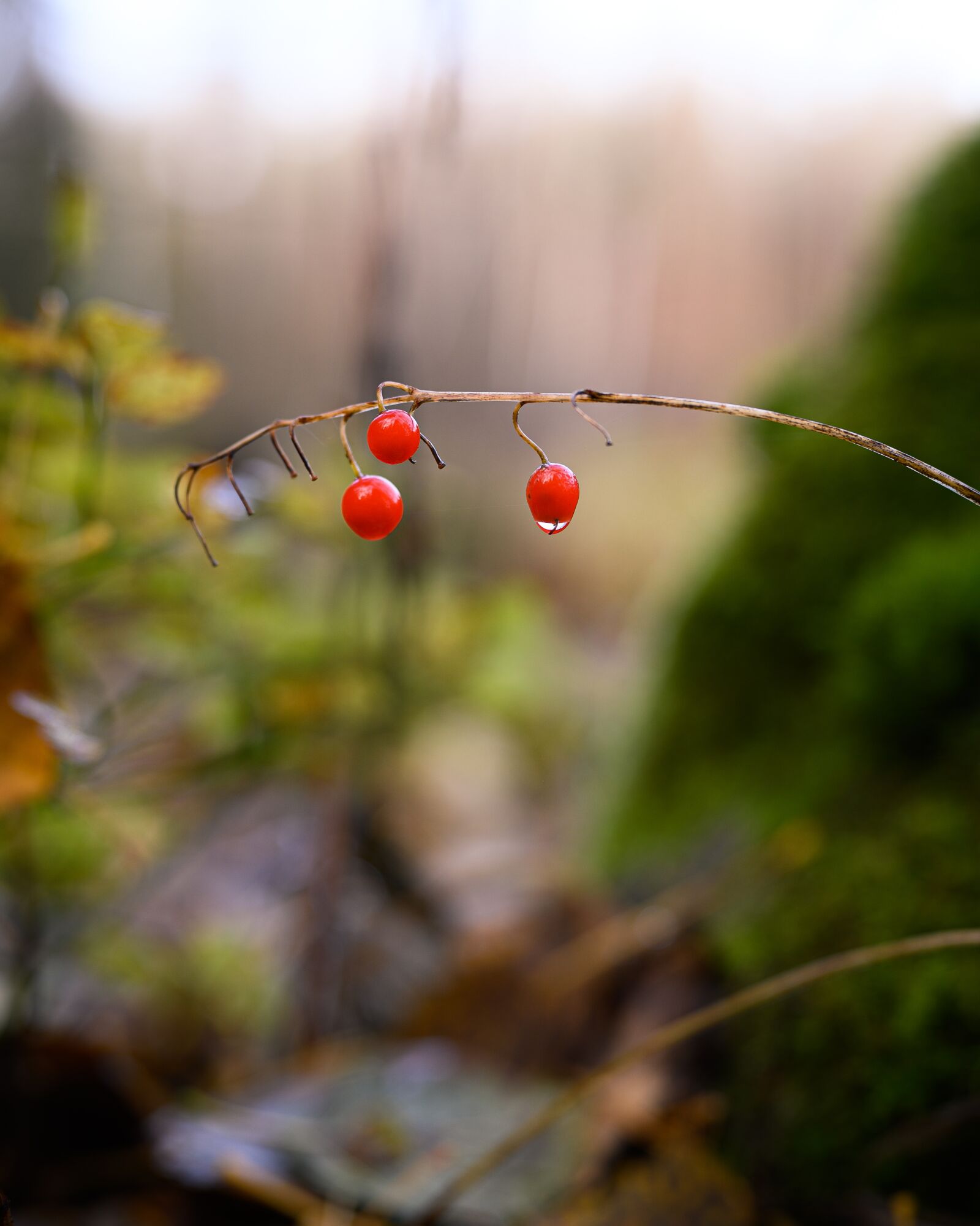 Nikon Nikkor Z 50mm F1.8 S sample photo. Autumn, berries, red photography