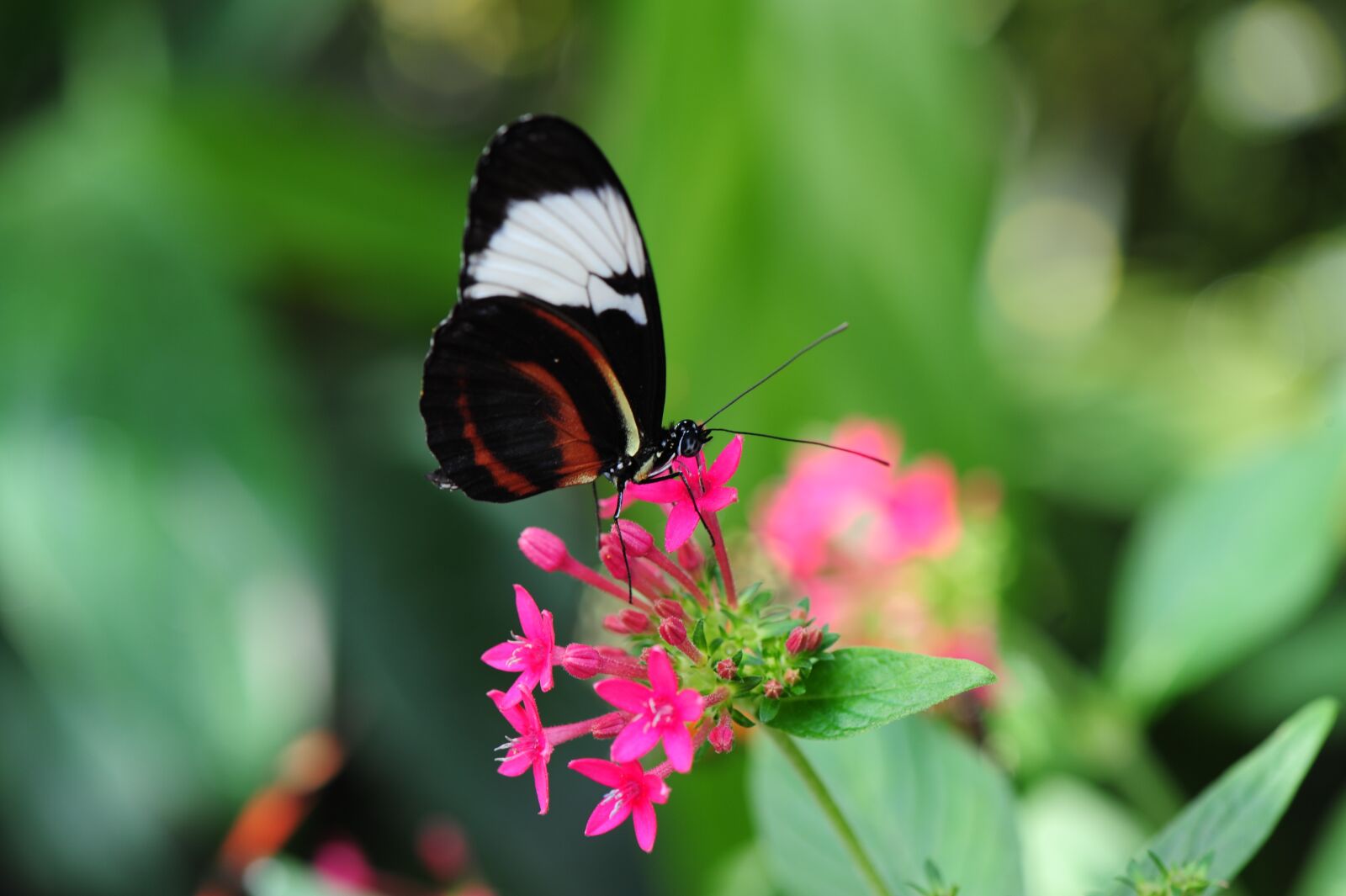 Nikon D3 sample photo. Butterfly, flowers, insect photography