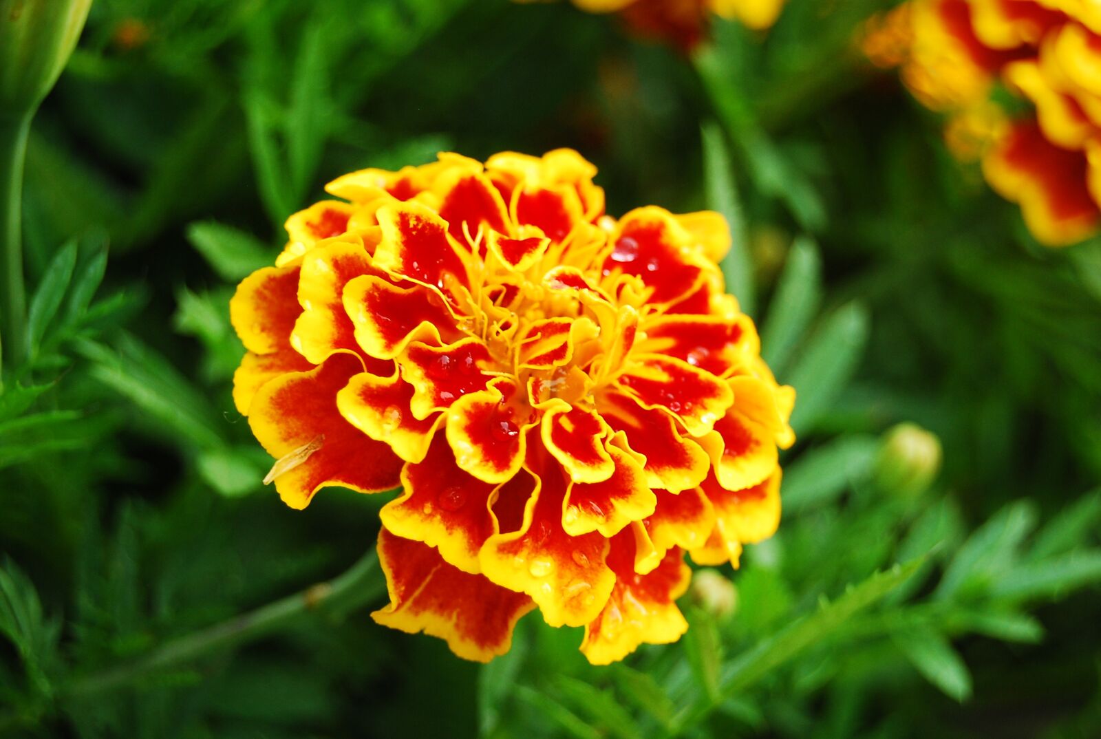 Nikon D40X sample photo. Clove, flower, plant photography