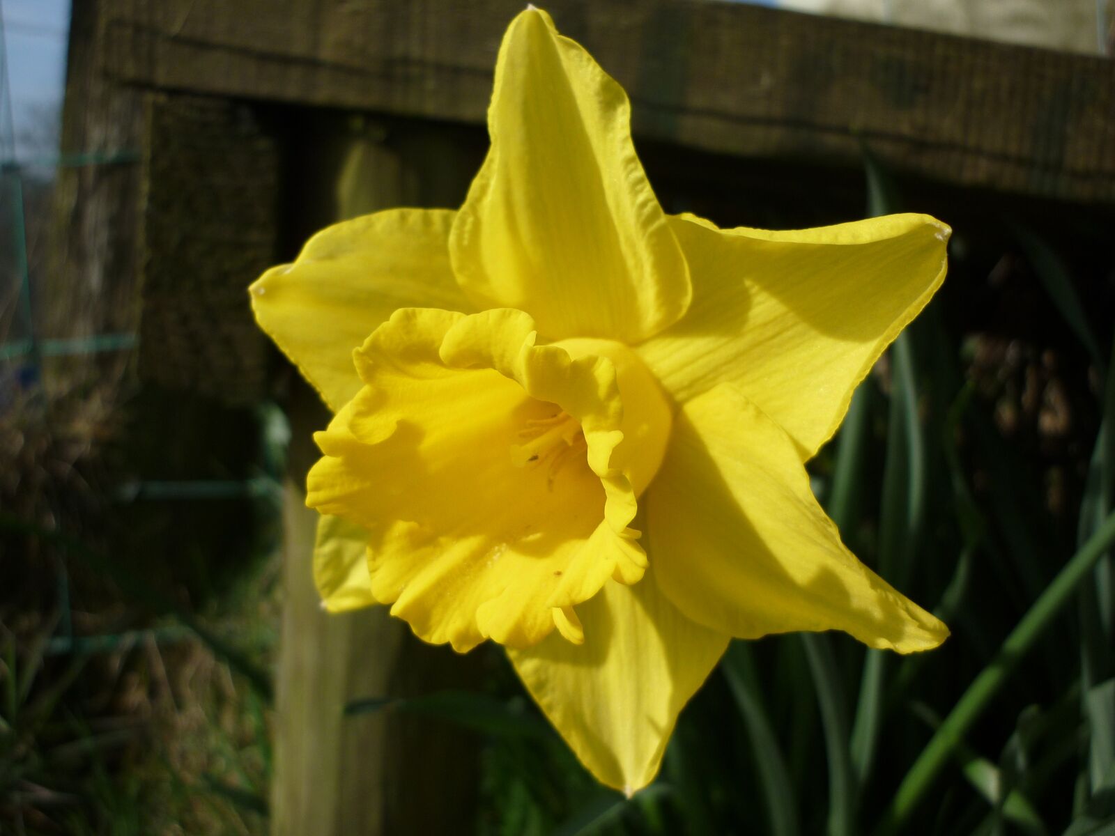 Panasonic DMC-FS62 sample photo. Daffodil, yellow, flower photography