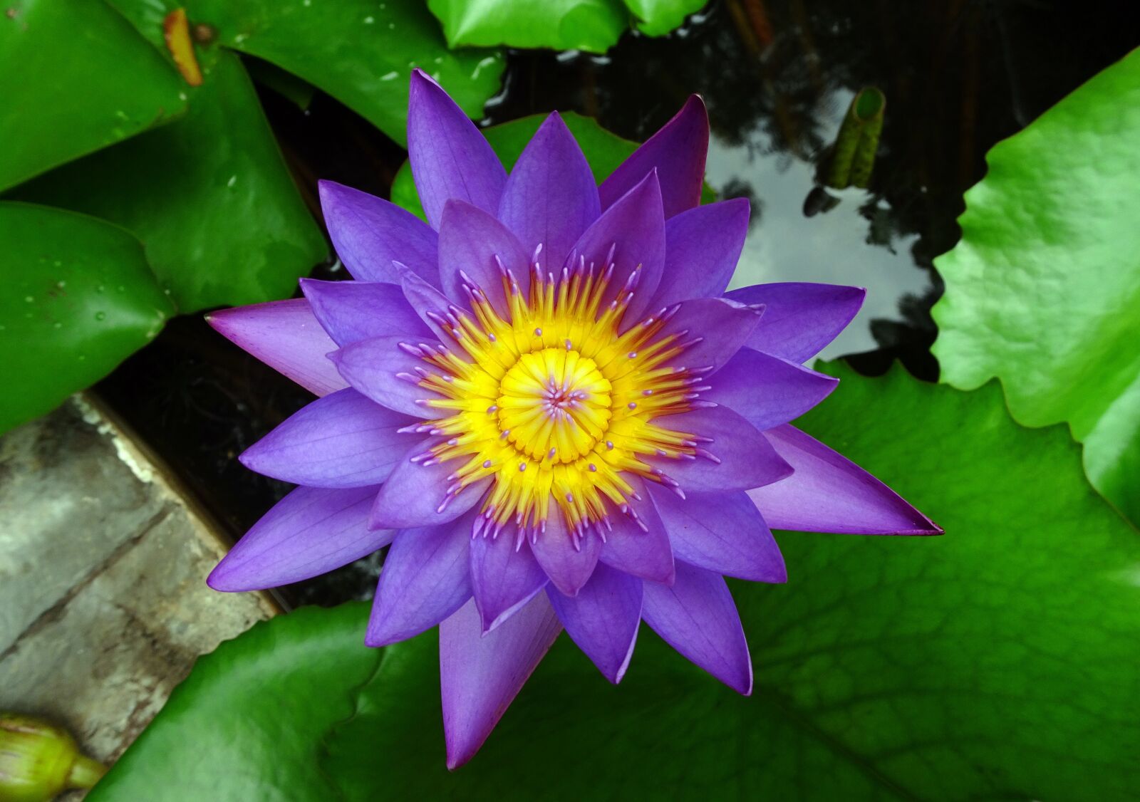 Sony Cyber-shot DSC-HX90V sample photo. Lily, flower, nymphaea tina photography