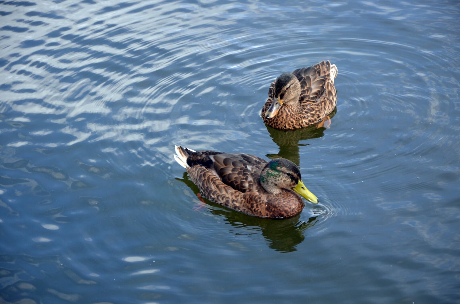 Nikon D5100 sample photo. Ducks, animals, nature photography