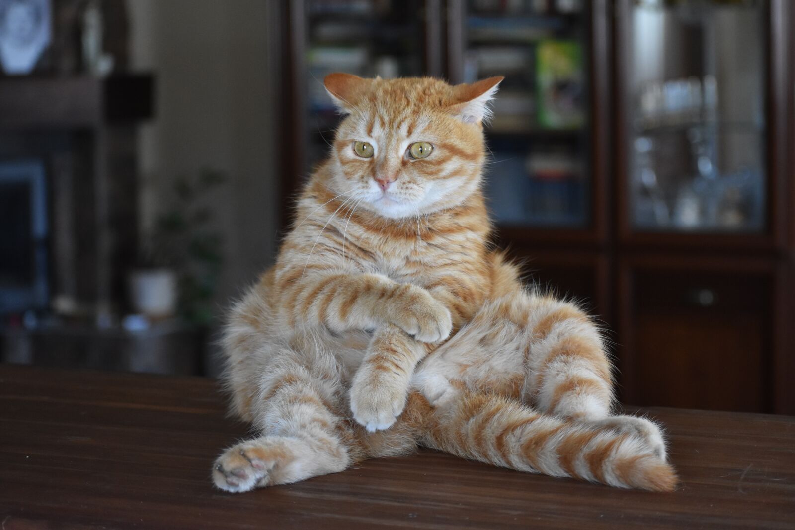 Nikon D3400 sample photo. Cat, redhead, striped photography