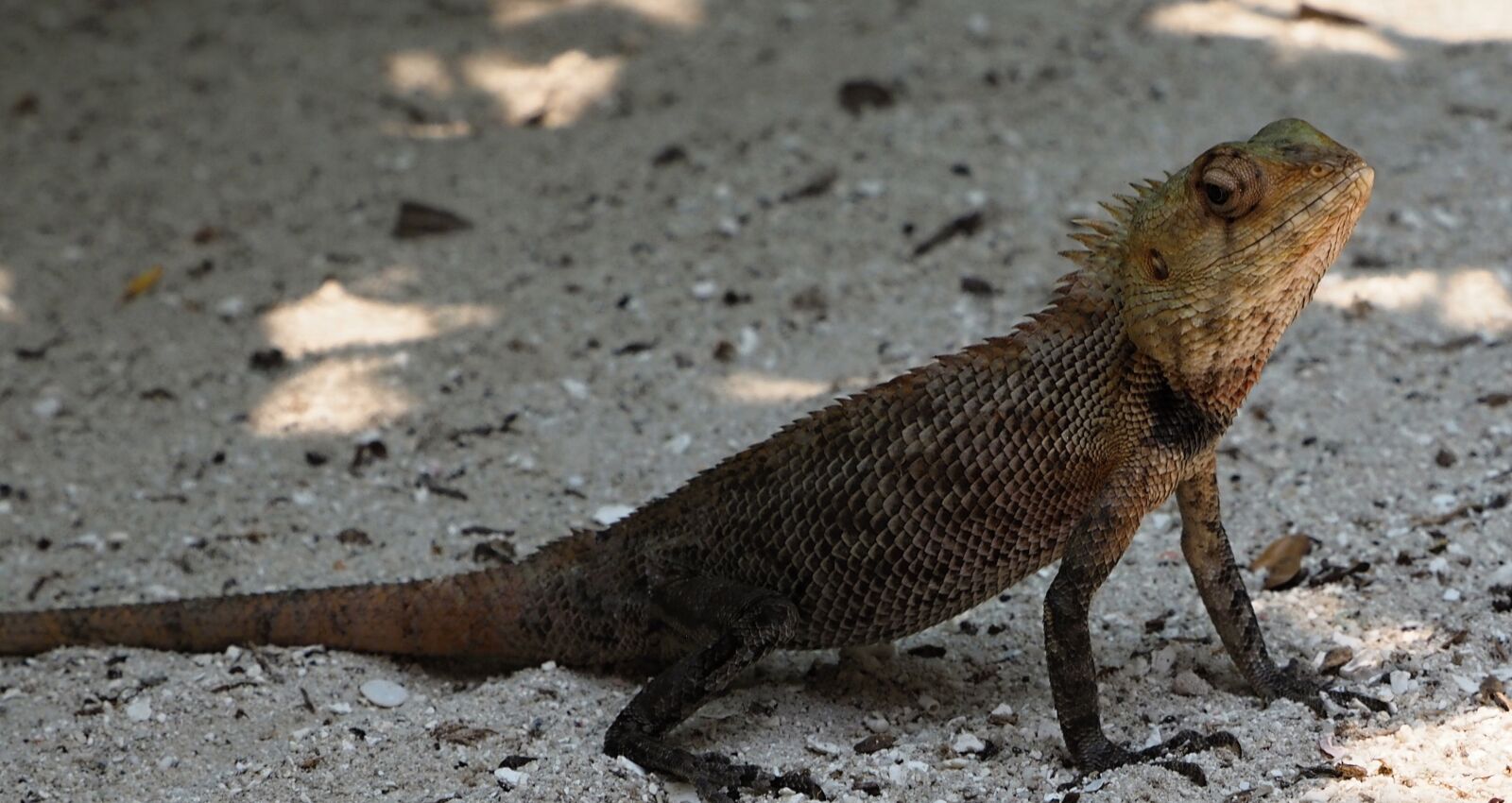 OLYMPUS M.12-50mm F3.5-6.3 sample photo. Lizard, animal, nature photography