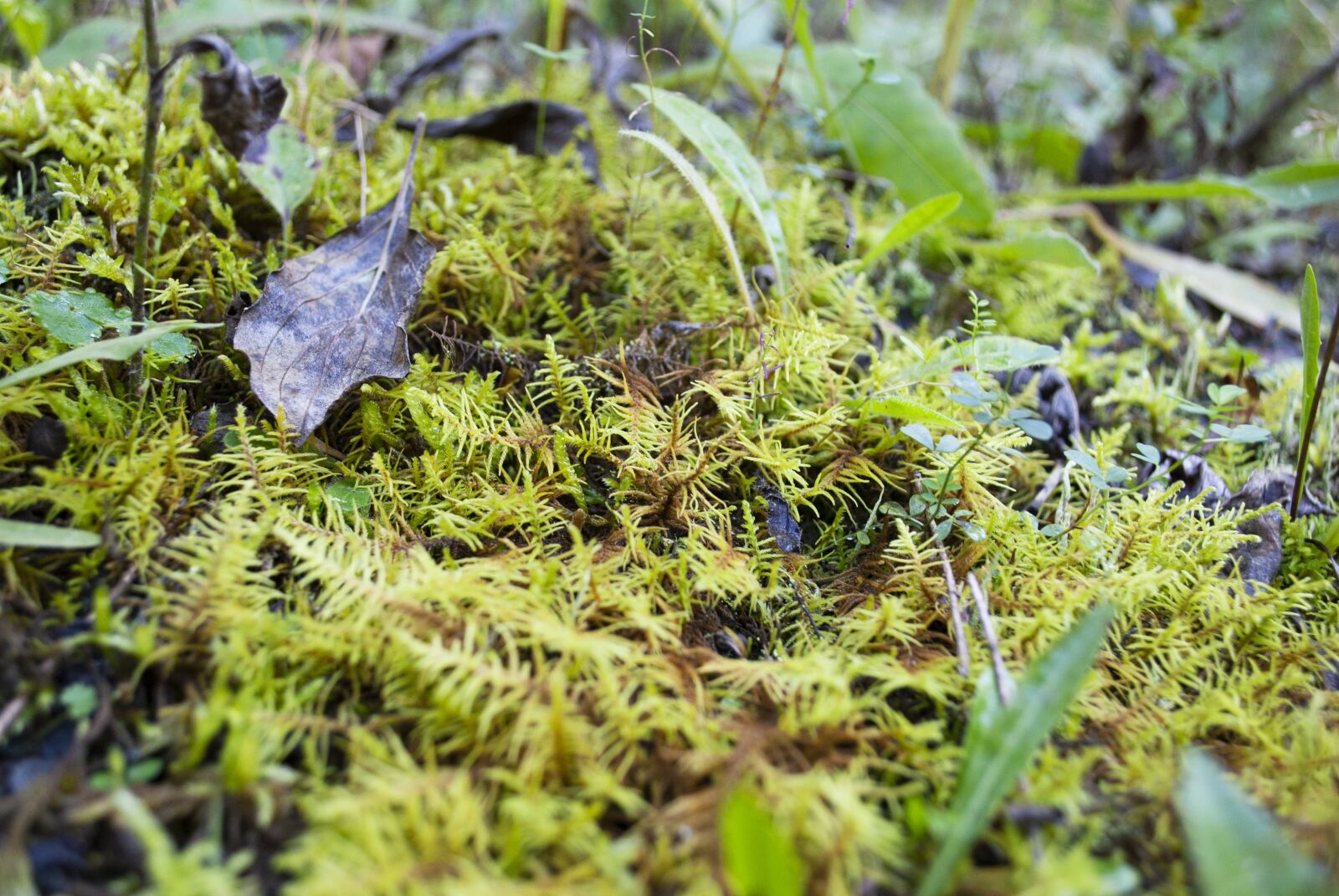 Nikon D3000 sample photo. Moss, plant, autumn photography