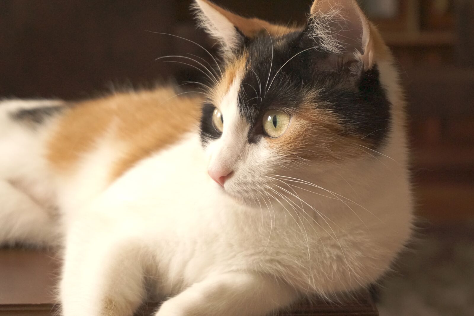 Sony a5100 sample photo. Cat, pet, young cat photography