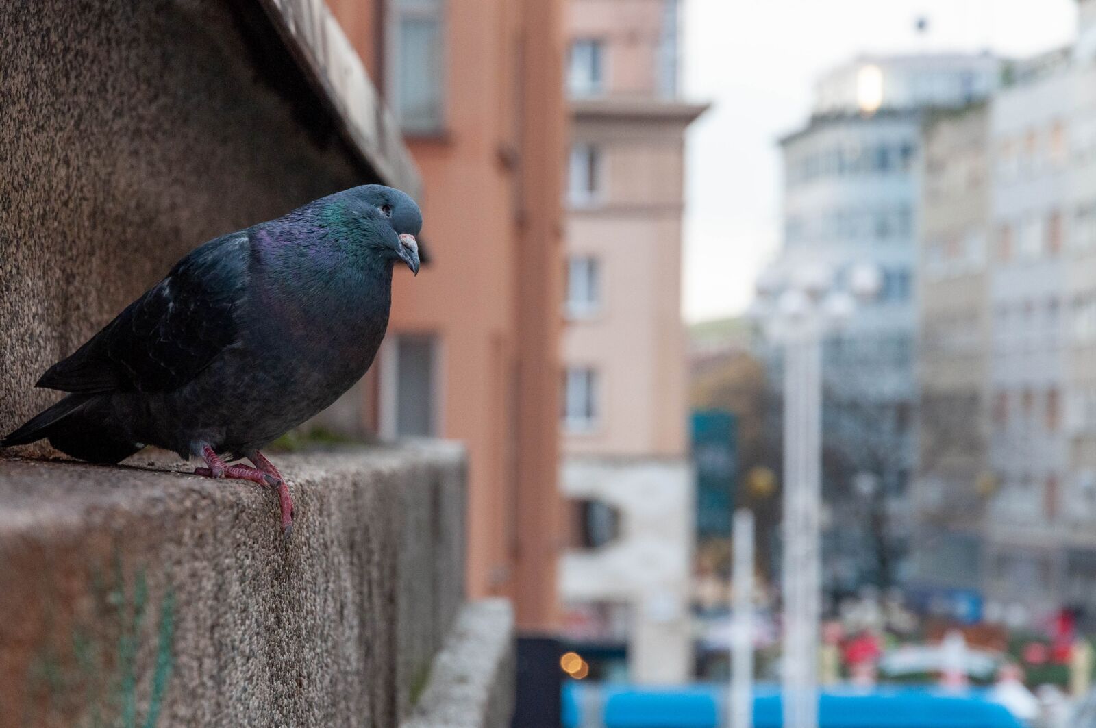 Nikon D90 sample photo. Bird, urban, city photography