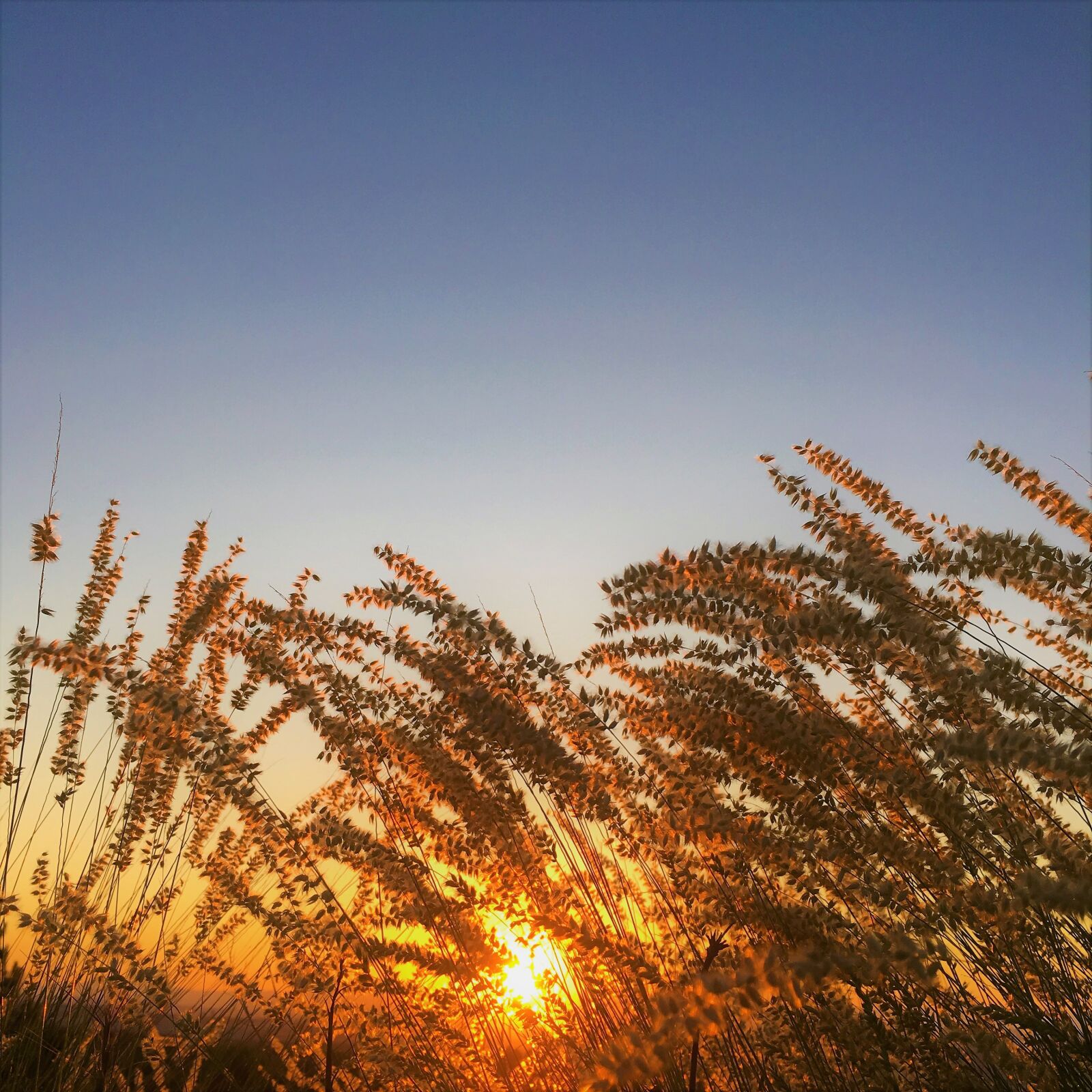 iPhone 6s back camera 4.15mm f/2.2 sample photo. Sunset, in the evening photography