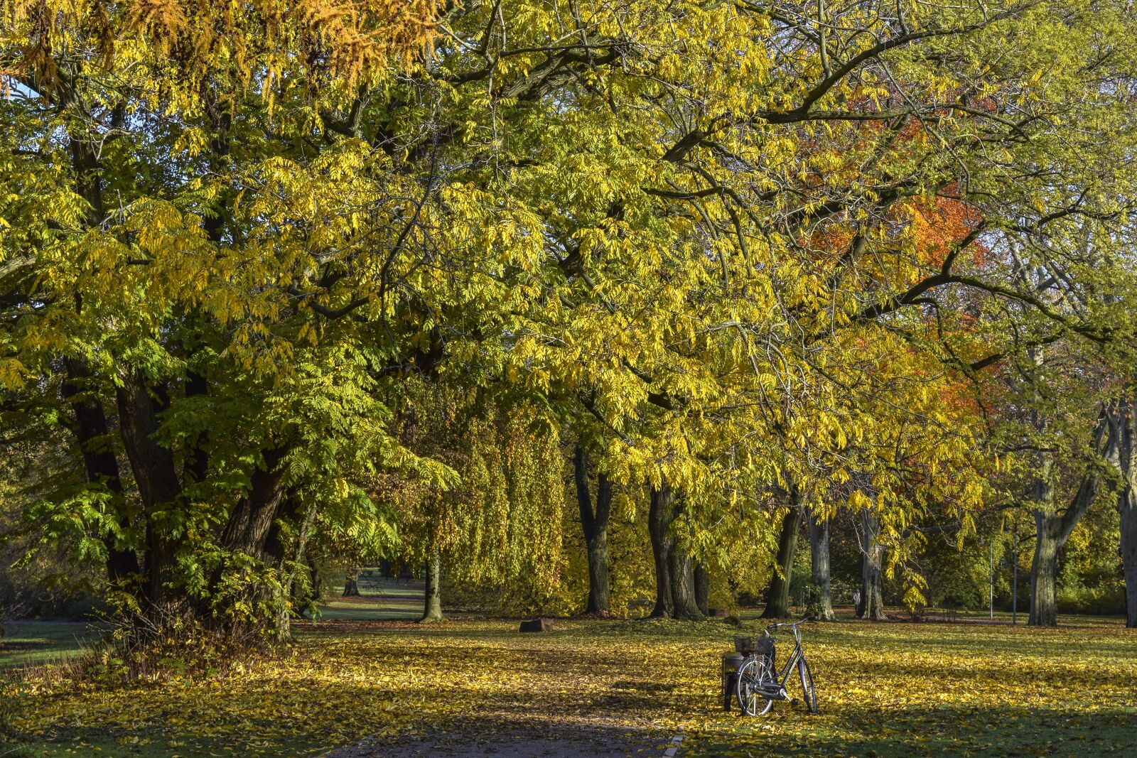 Nikon D3300 sample photo. Forest, nature, autumn photography