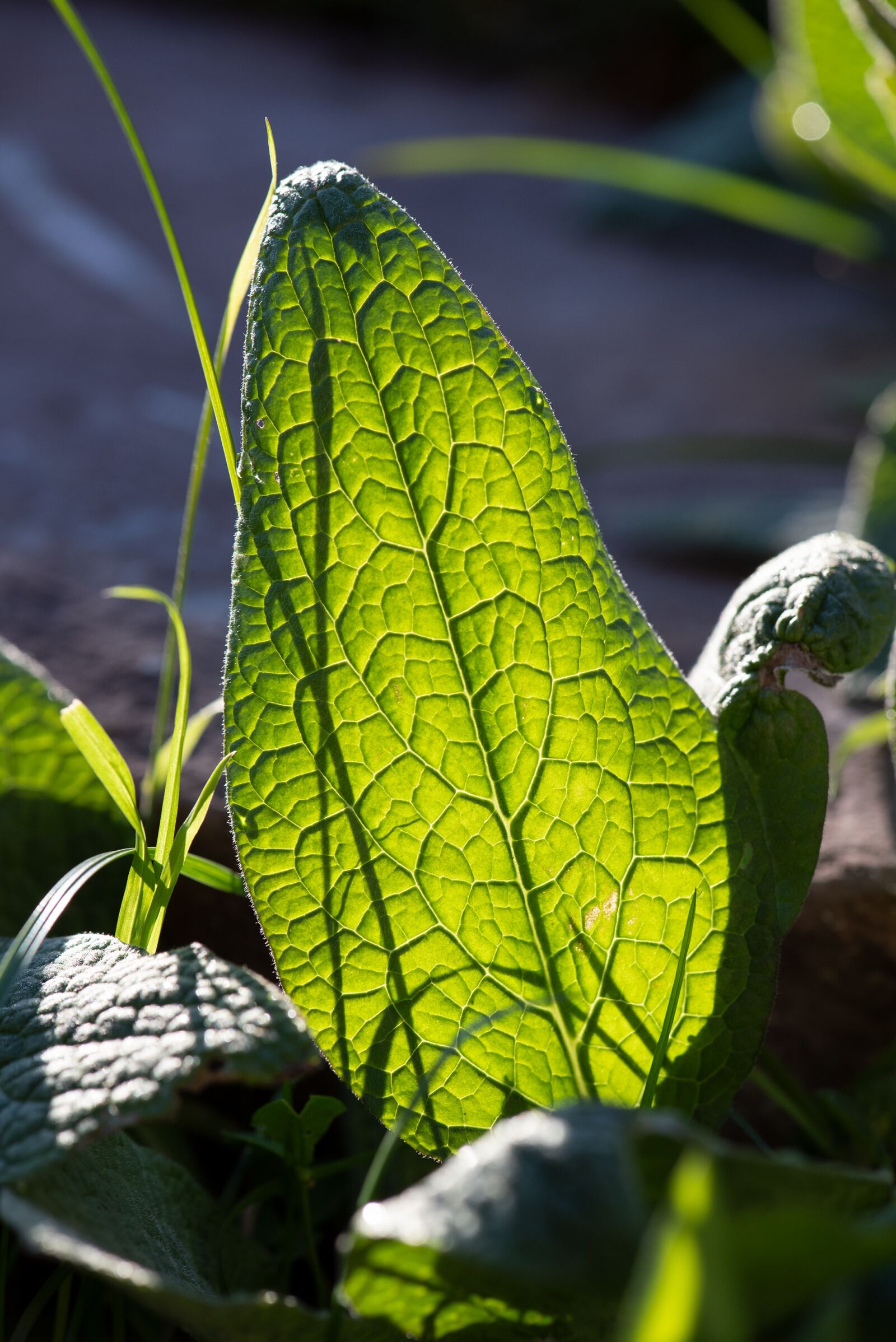 Nikon D750 sample photo. Borage, leaf, green photography