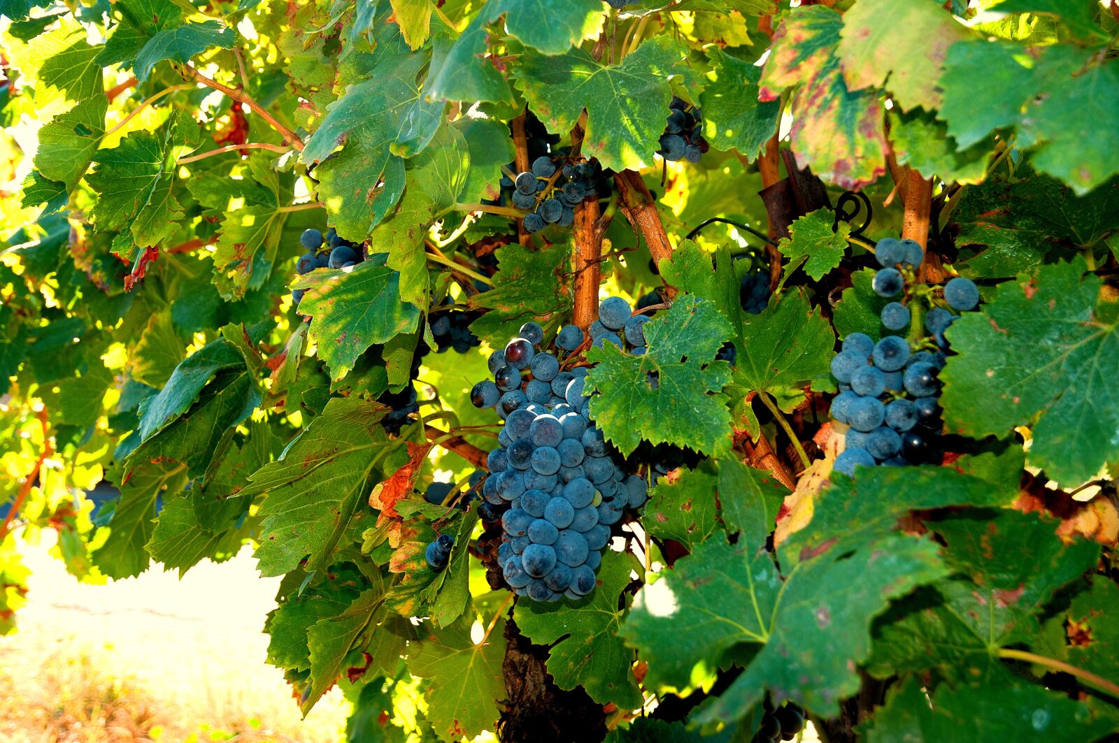 Nikon D300S sample photo. Vines, grapes, cluster photography