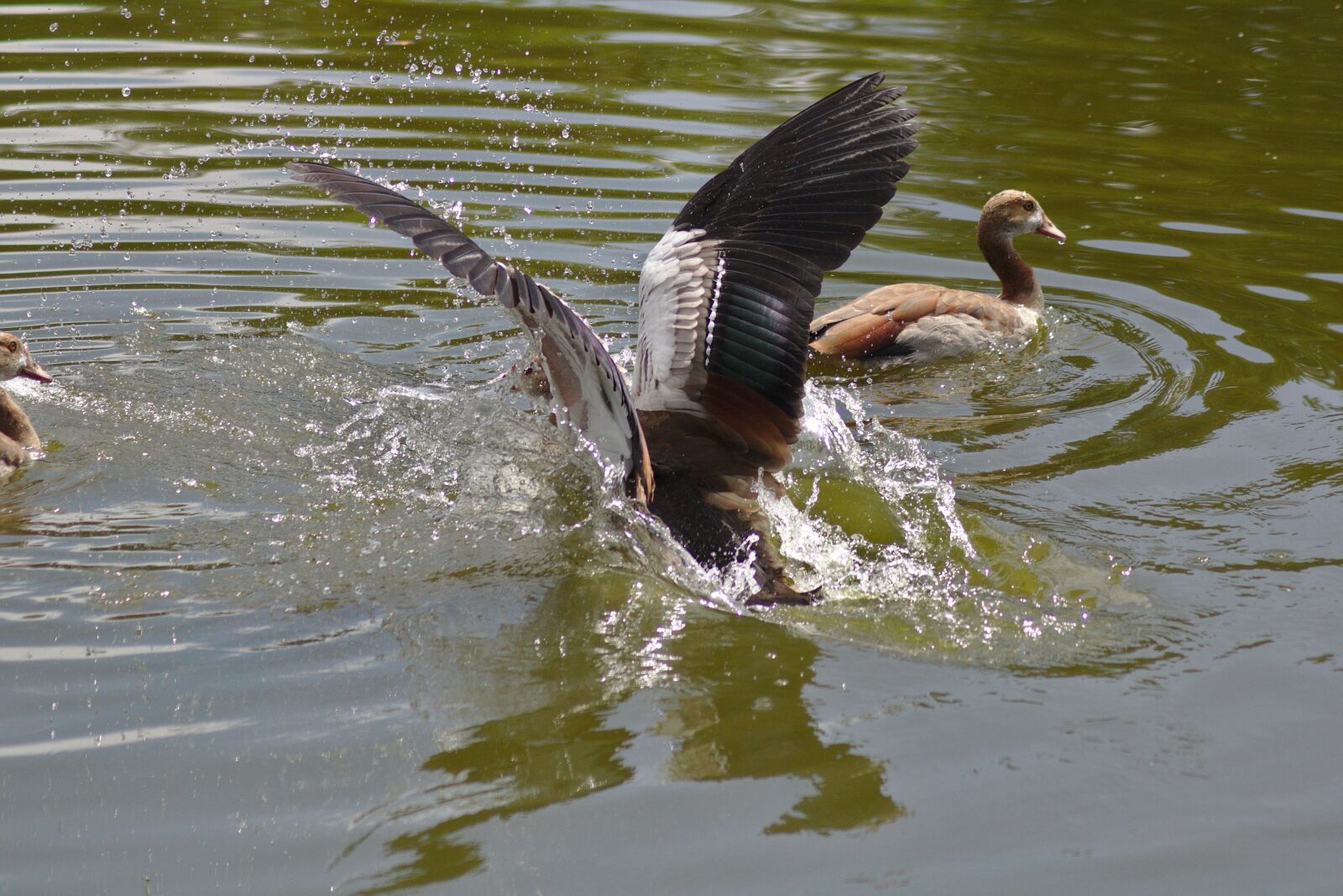 Canon EOS 750D (EOS Rebel T6i / EOS Kiss X8i) sample photo. Goose, wing, land photography