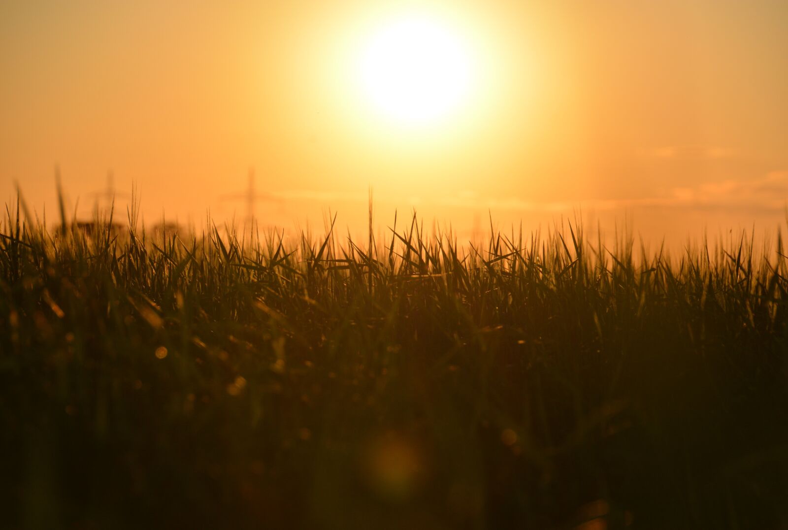 Nikon D5200 sample photo. Wheat, field, agriculture photography