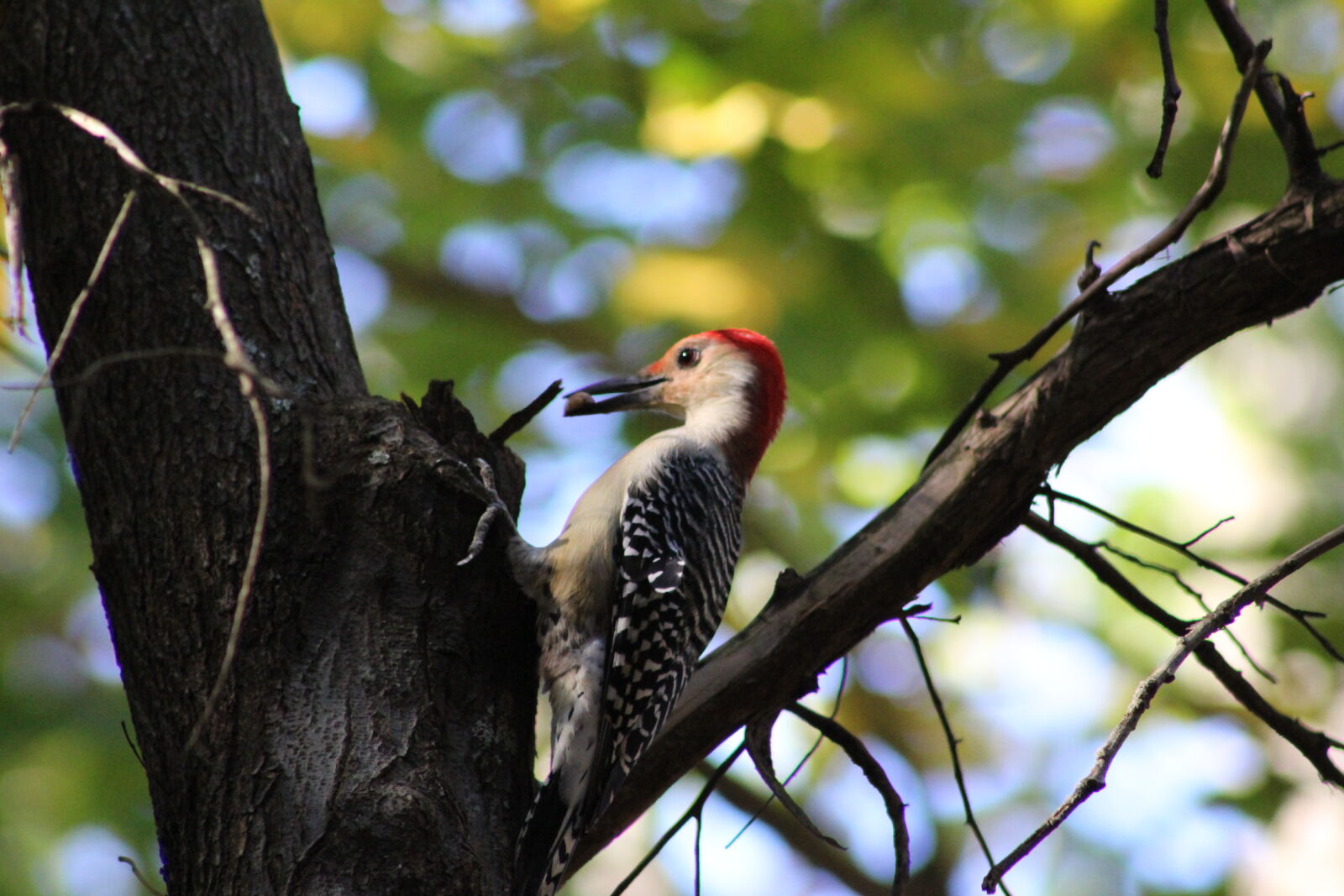 Canon EF 75-300mm f/4-5.6 sample photo. Birds, woodpecker photography