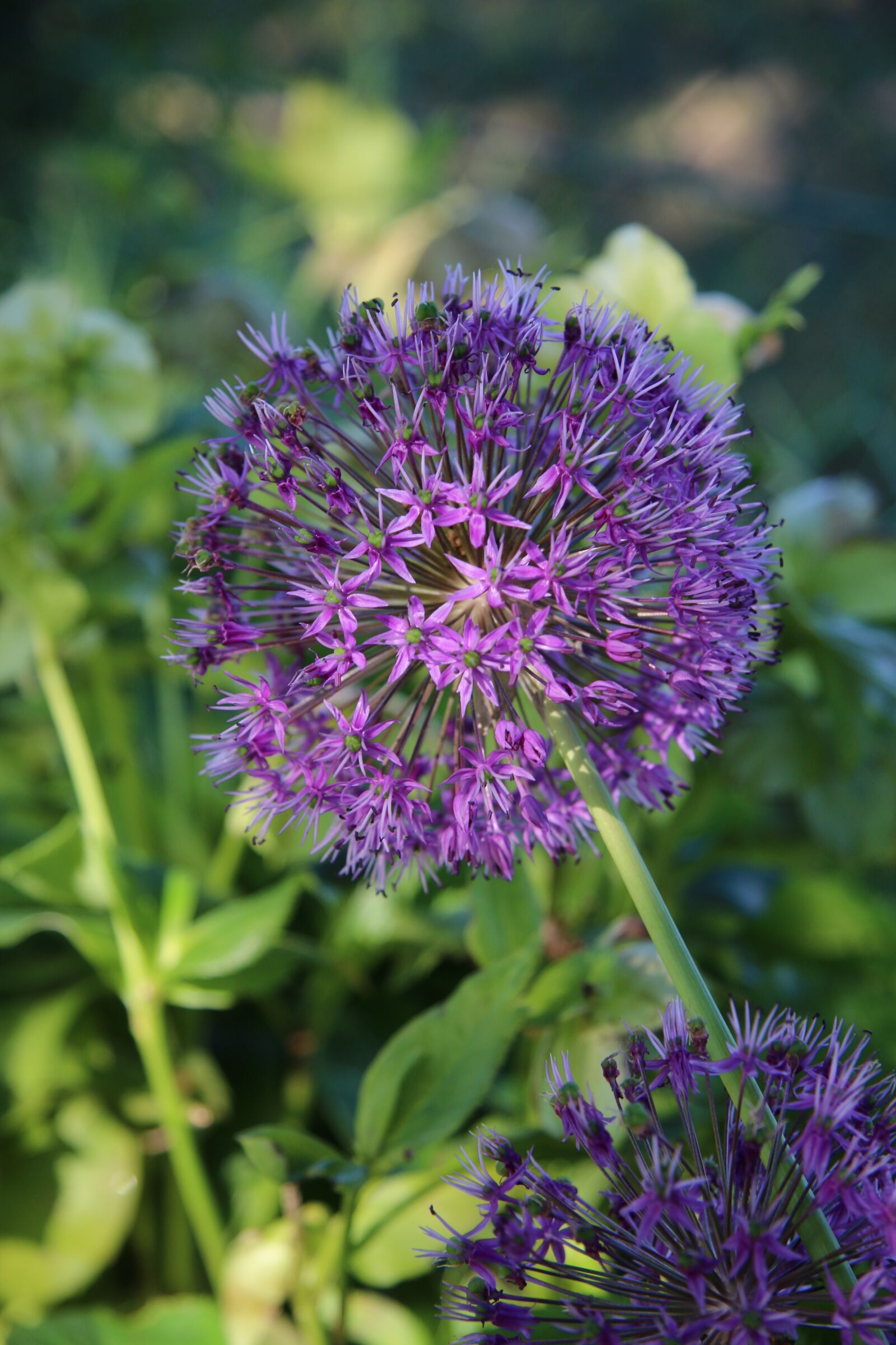 Canon EF-S 17-85mm F4-5.6 IS USM sample photo. Flower, summer, nature photography