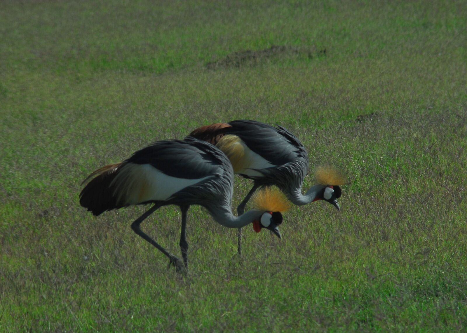 Nikon D200 sample photo. Crowned cranes, kenya, safari photography