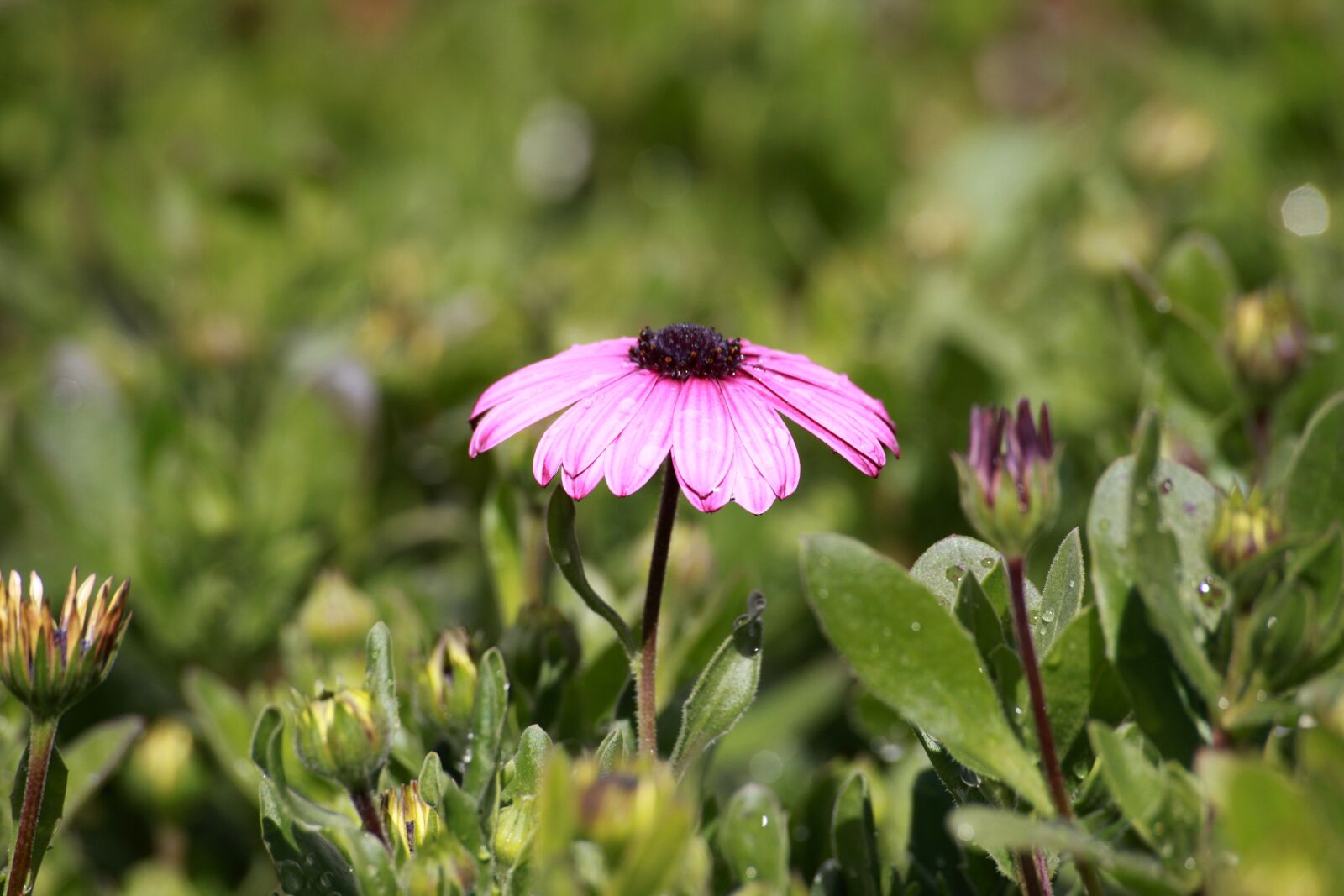 Canon EOS 5D Mark II sample photo. Spring flowers, purple flowers photography
