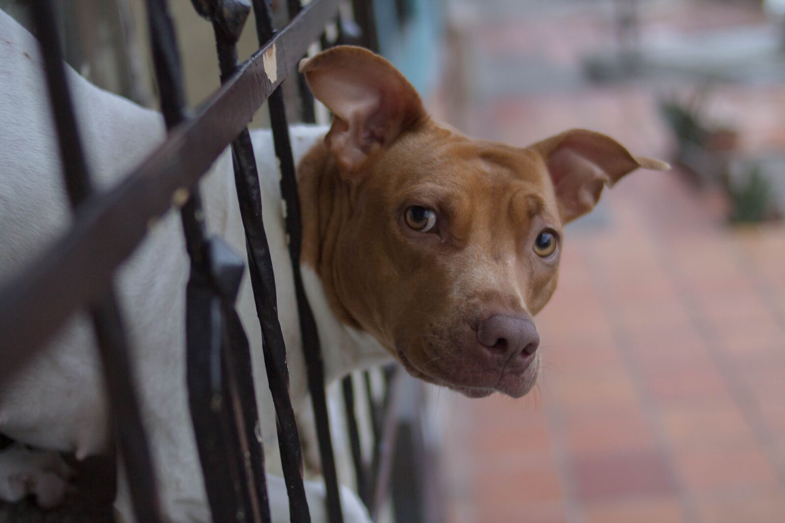 Canon EOS 1100D (EOS Rebel T3 / EOS Kiss X50) sample photo. Dog head cafe, window photography