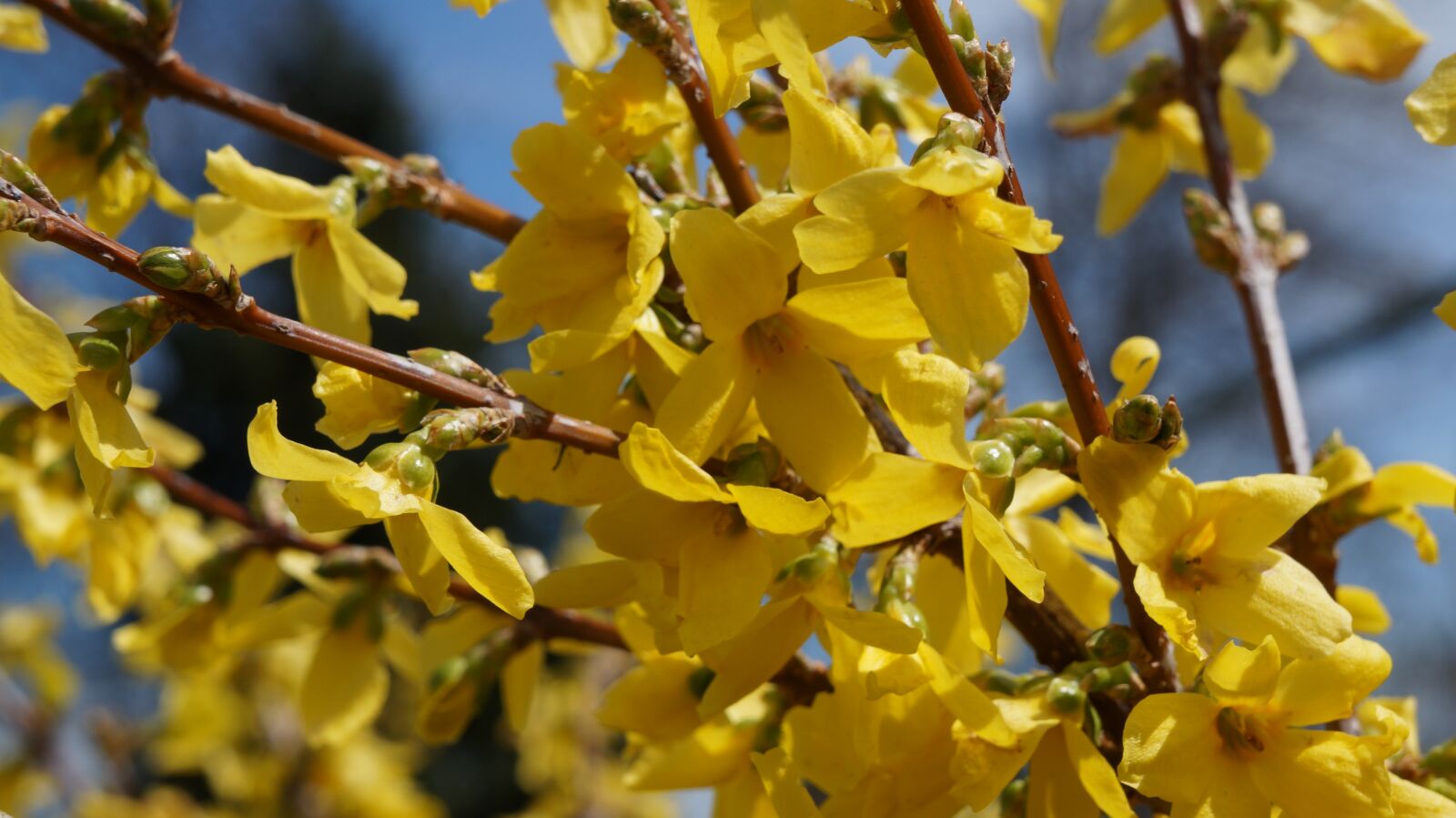 Sony Alpha a3000 + Sony E 18-55mm F3.5-5.6 OSS sample photo. Garden, flowers, forsythia photography