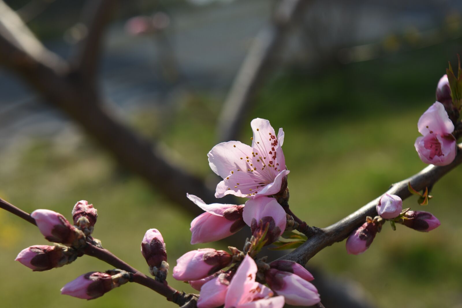 Nikon D7200 sample photo. Spring, pink, peach blossom photography