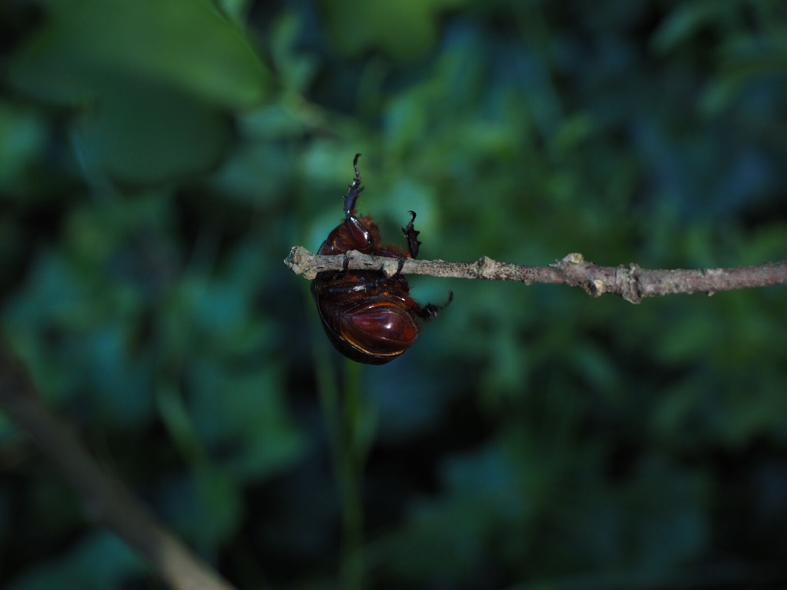 Olympus OM-D E-M1 + Olympus M.Zuiko Digital ED 12-40mm F2.8 Pro sample photo. Rhinoceros beetle, branch, climb photography
