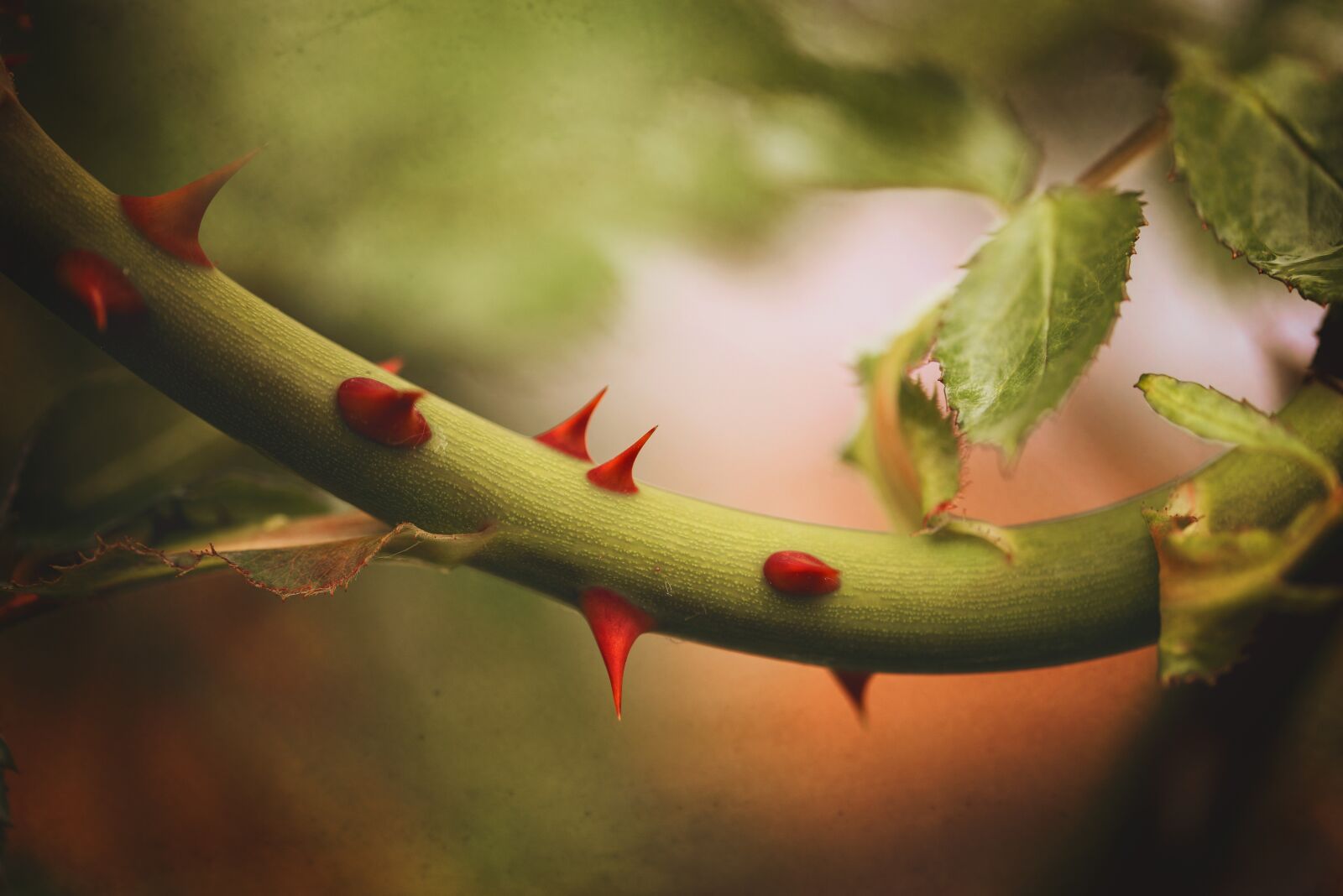 Nikon D750 sample photo. Nature, thorn, plant photography