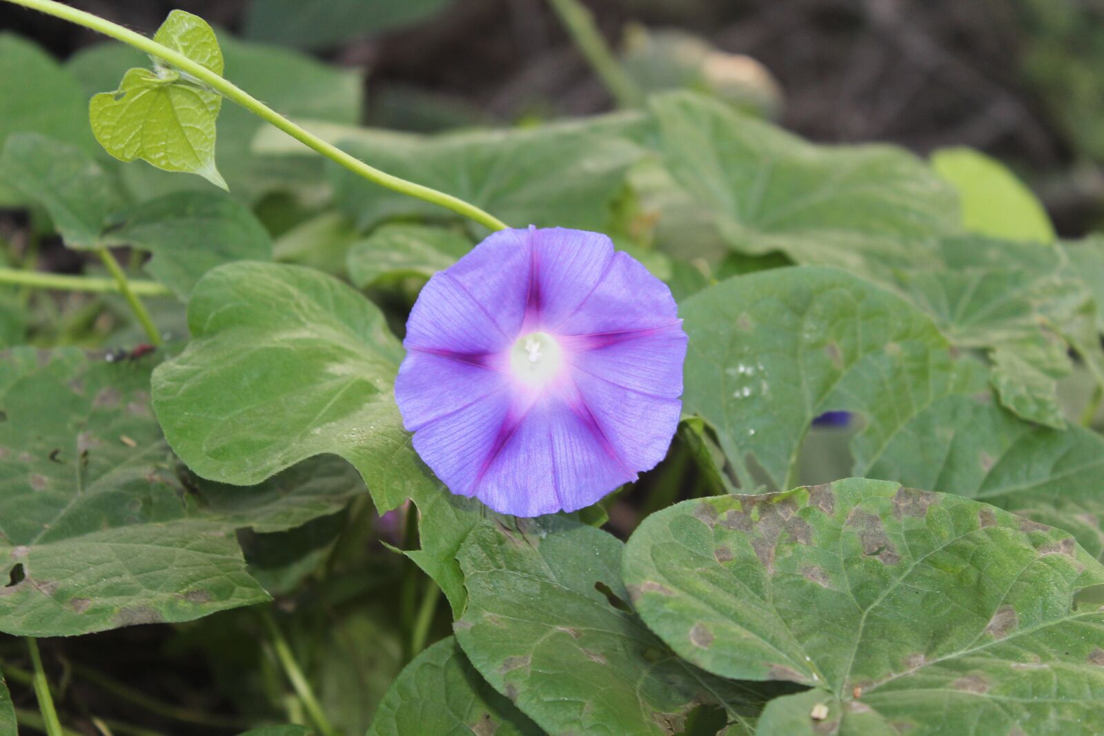 Canon EOS 600D (Rebel EOS T3i / EOS Kiss X5) sample photo. Ivyleaf morning-glory, flower, nature photography